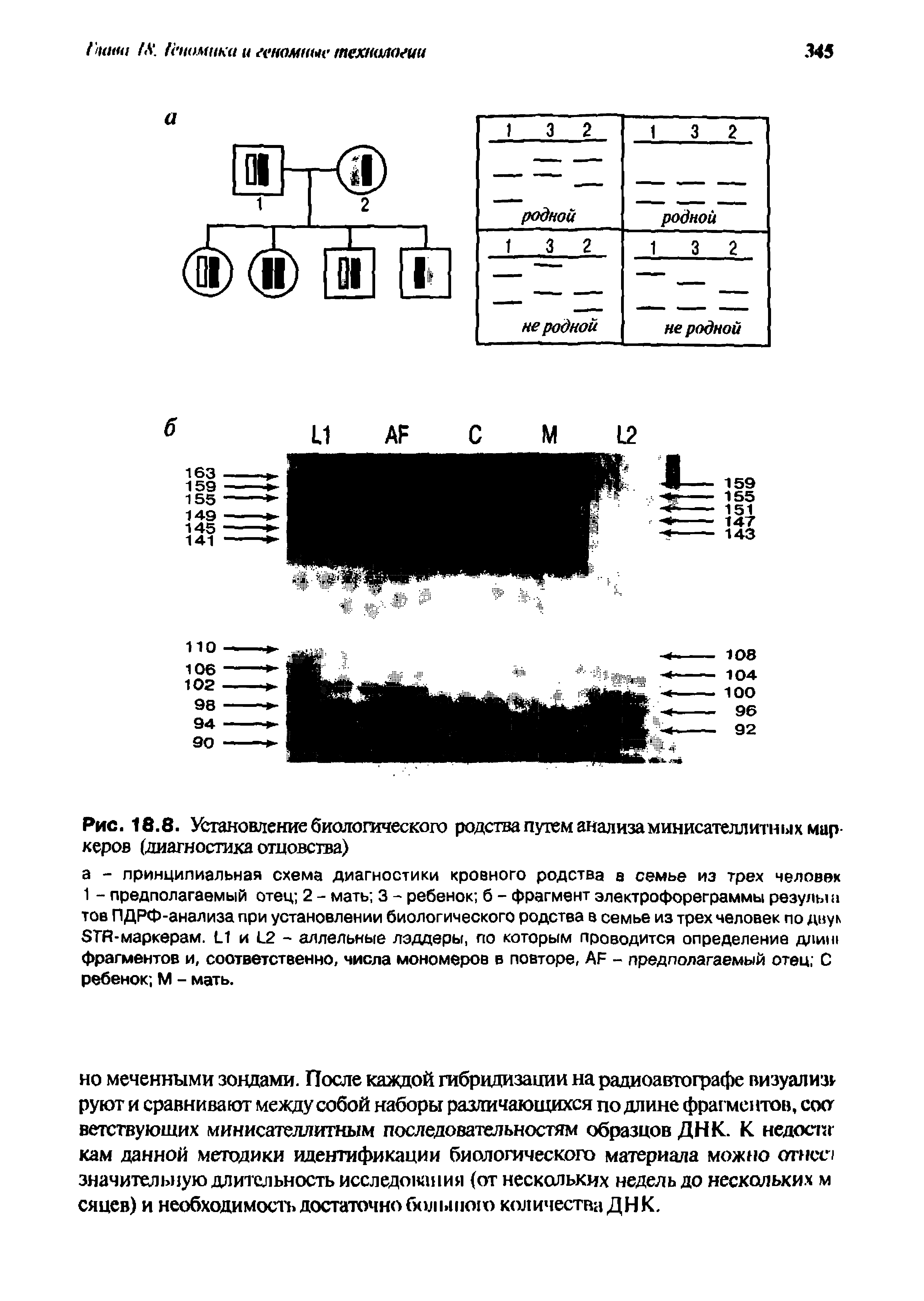 Рис. 18.8. Установление биологического родства путем анализаминисателлитных мар херов (диагностика отцовства)...