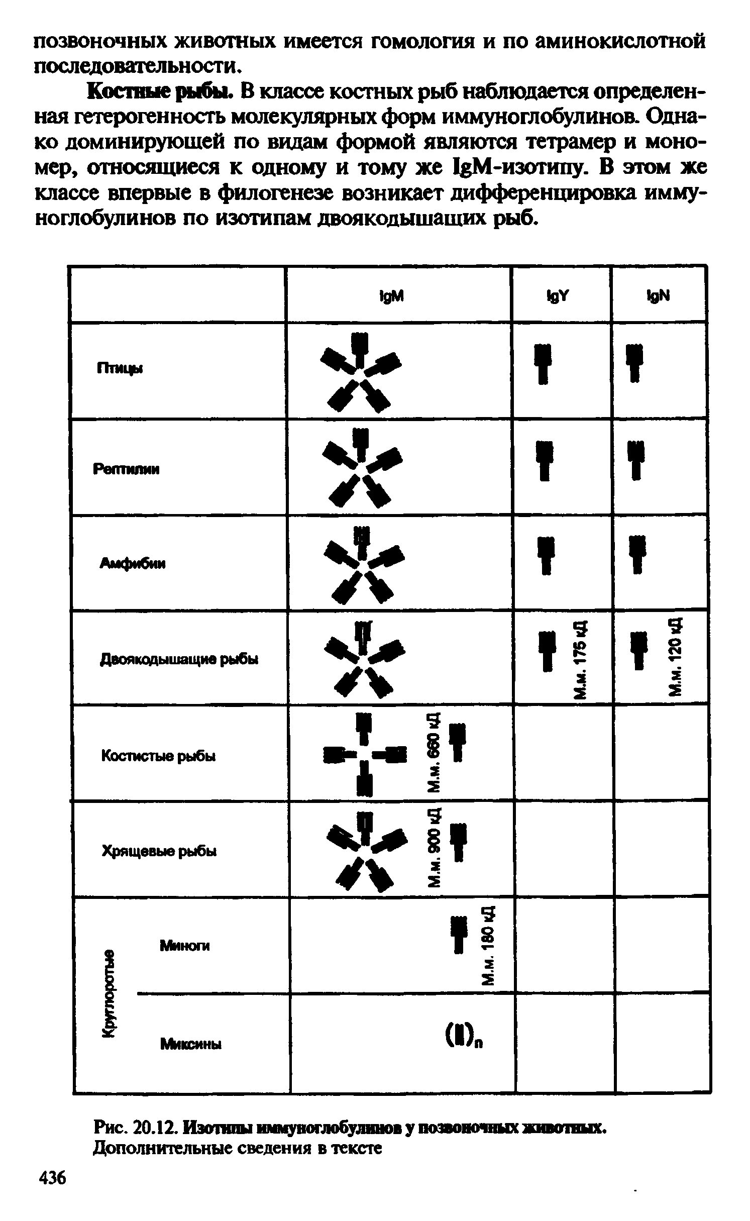 Рис. 20.12. Изотипы иммуноглобулинов у позвоночных животных. Дополнительные сведения в тексте...