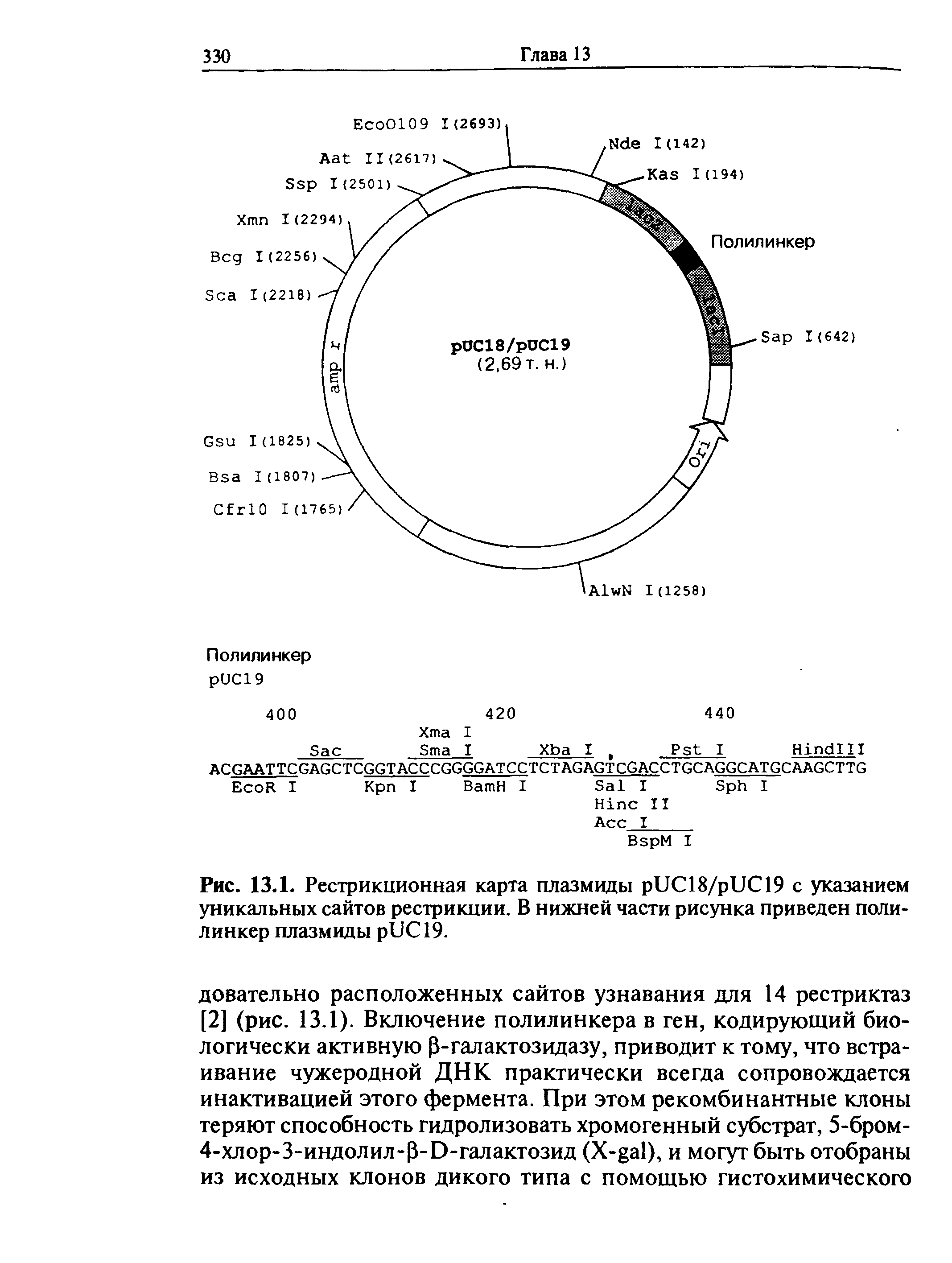 Рис. 13.1. Рестрикционная карта плазмиды риС18/р11С19 с указанием уникальных сайтов рестрикции. В нижней части рисунка приведен полилинкер плазмиды рйС19.