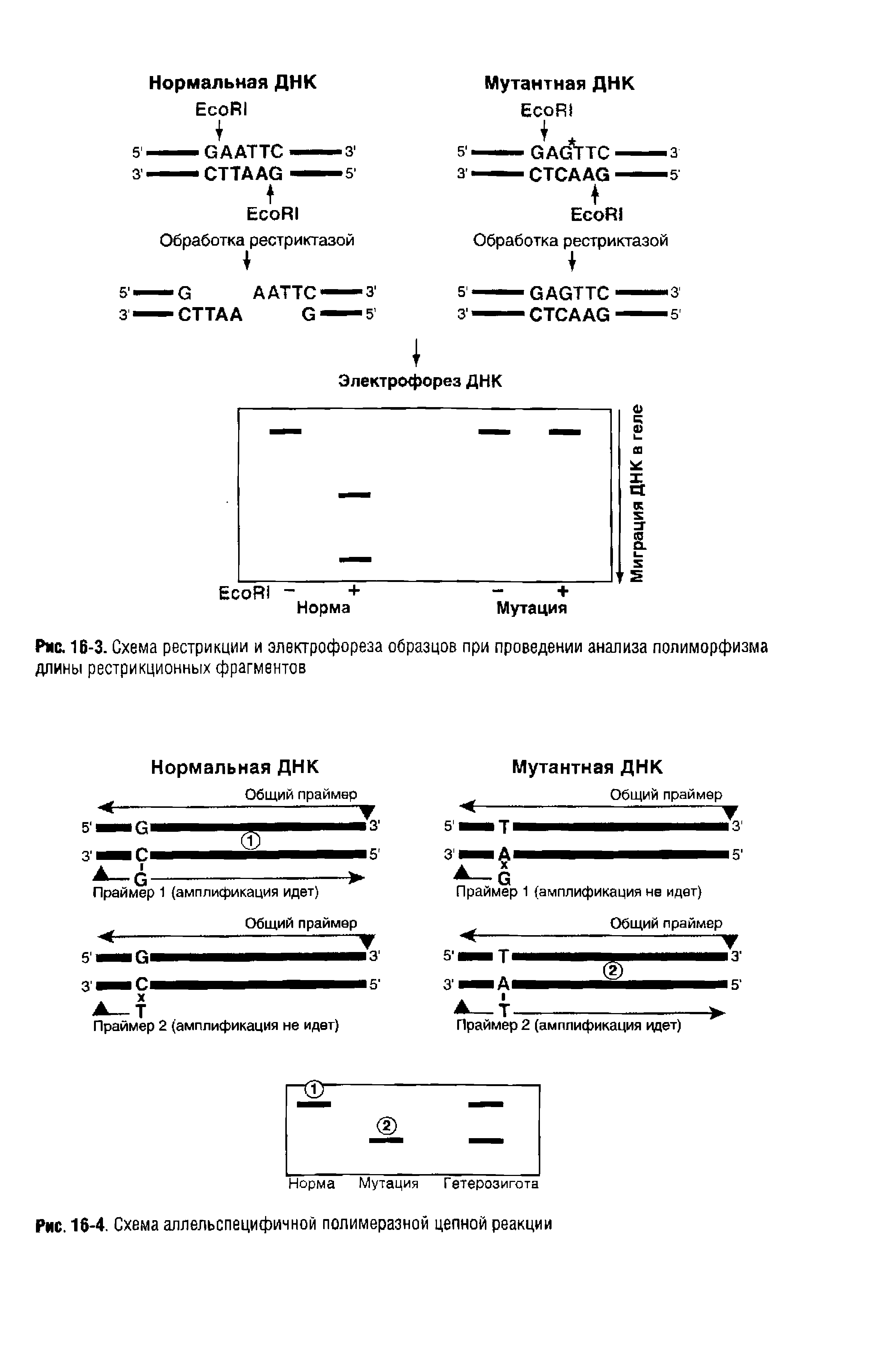 Рис. 16-3. Схема рестрикции и электрофореза образцов при проведении анализа полиморфизма длины рестрикционных фрагментов...