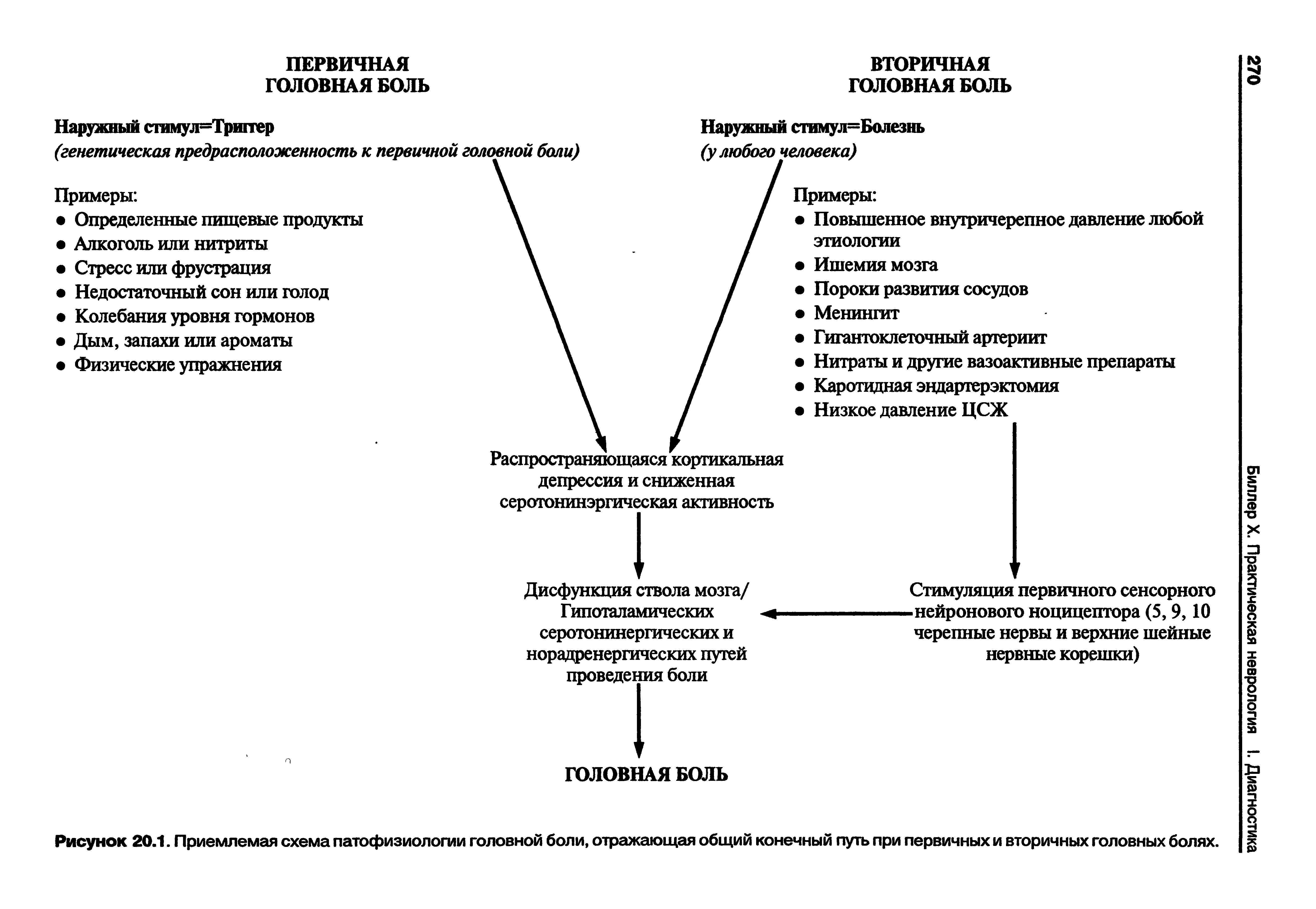 Рисунок 20.1. Приемлемая схема патофизиологии головной боли, отражающая общий конечный путь при первичных и вторичных головных болях.