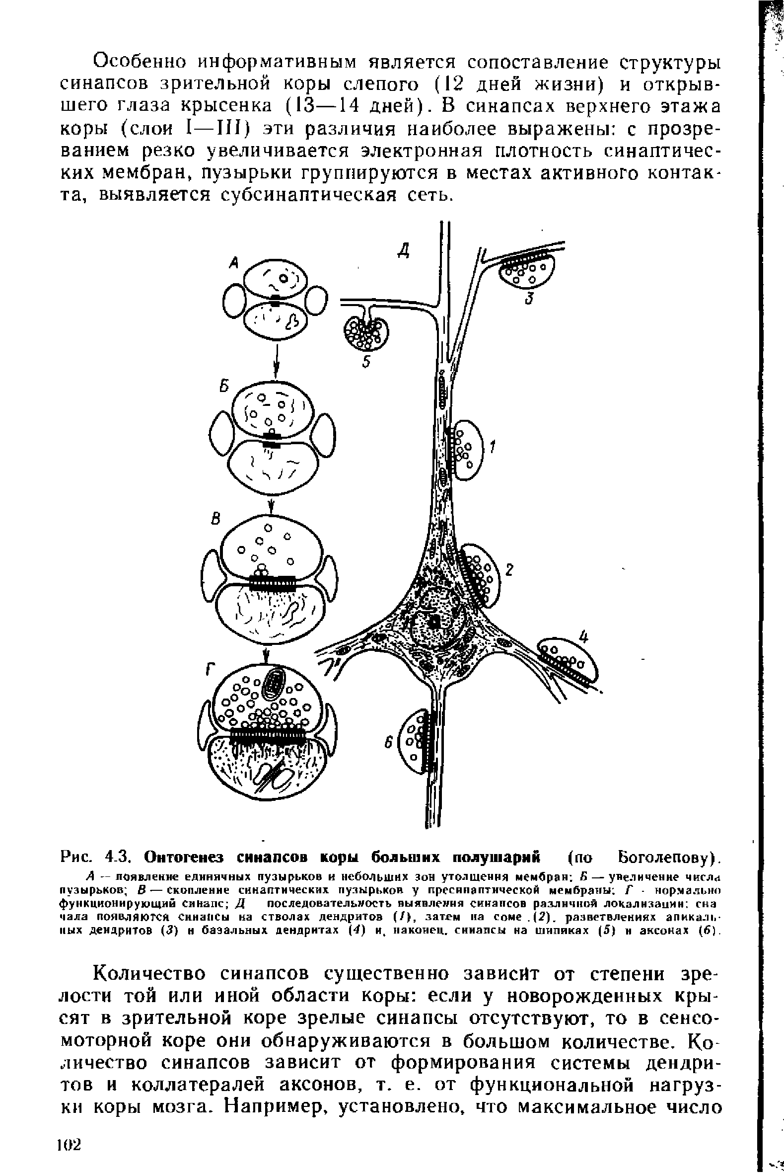 Рис. 4.3. Онтогенез синапсов коры больших полушарий (по Боголепову).