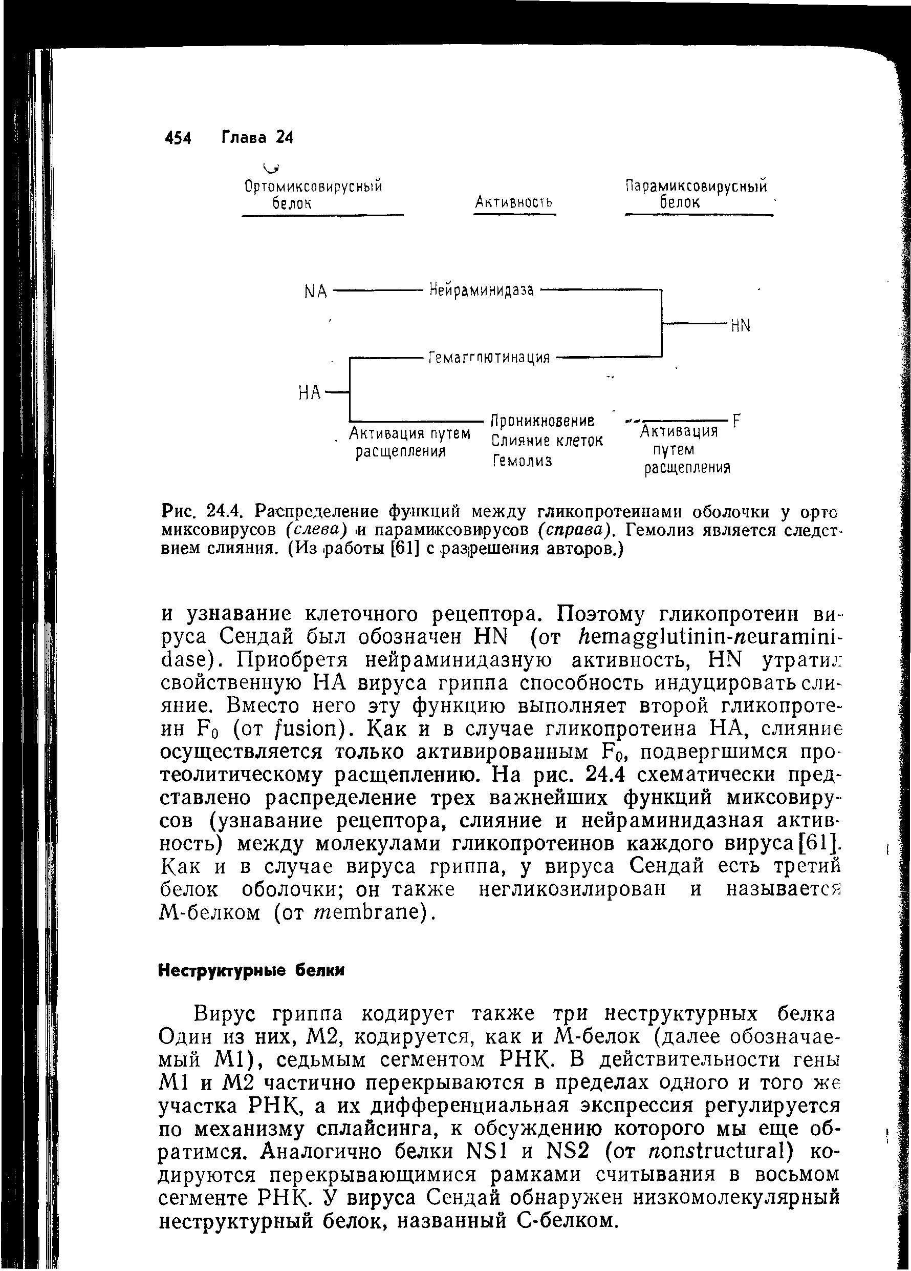 Рис. 24.4. Распределение функций между гликопротеинами оболочки у орто миксовирусов (слева), и парамиксовирусов (справа). Гемолиз является следствием слияния. (Из. работы [61] с разрешения авторов.)...