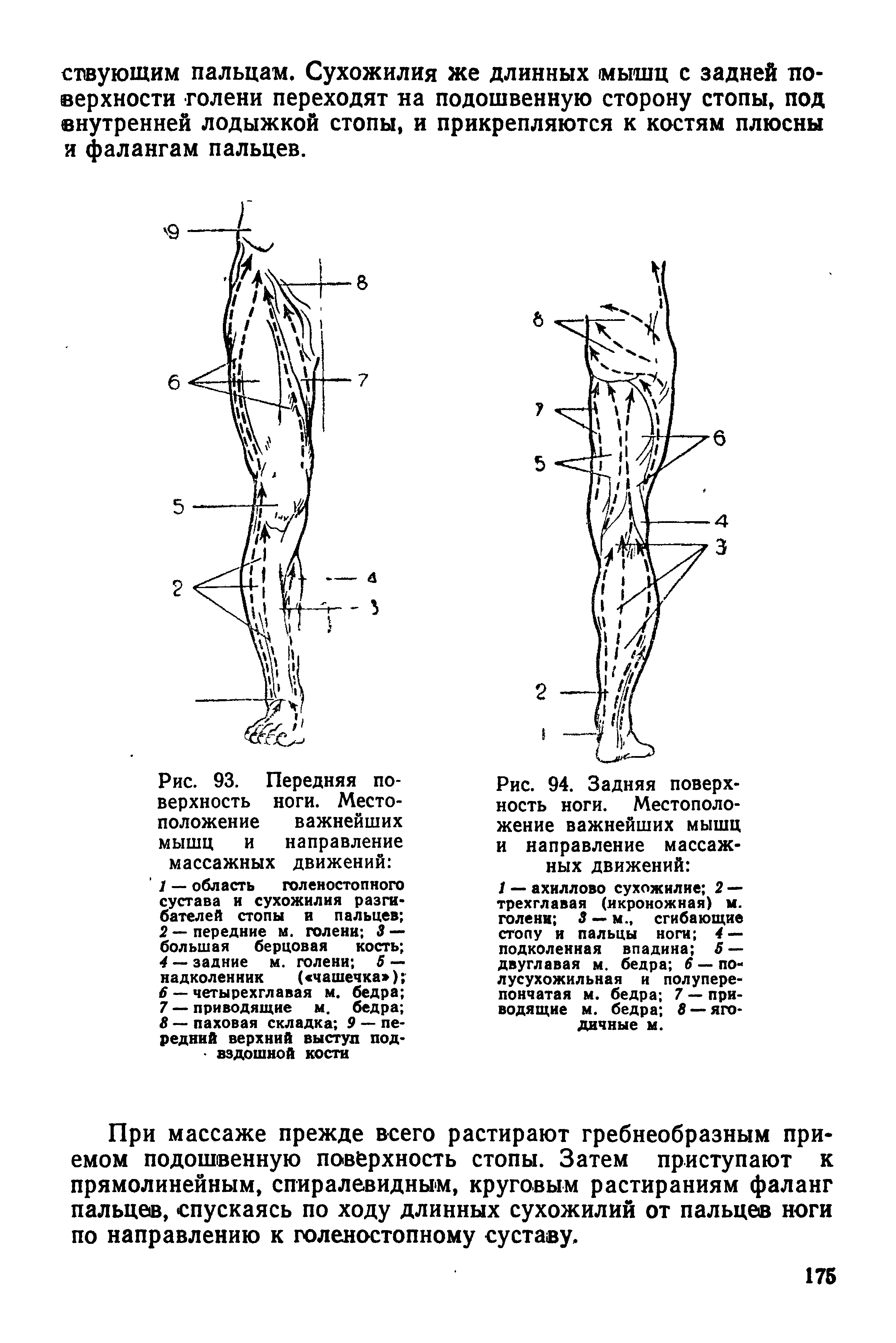 Рис. 93. Передняя поверхность ноги. Местоположение важнейших мышц и направление массажных движений ...