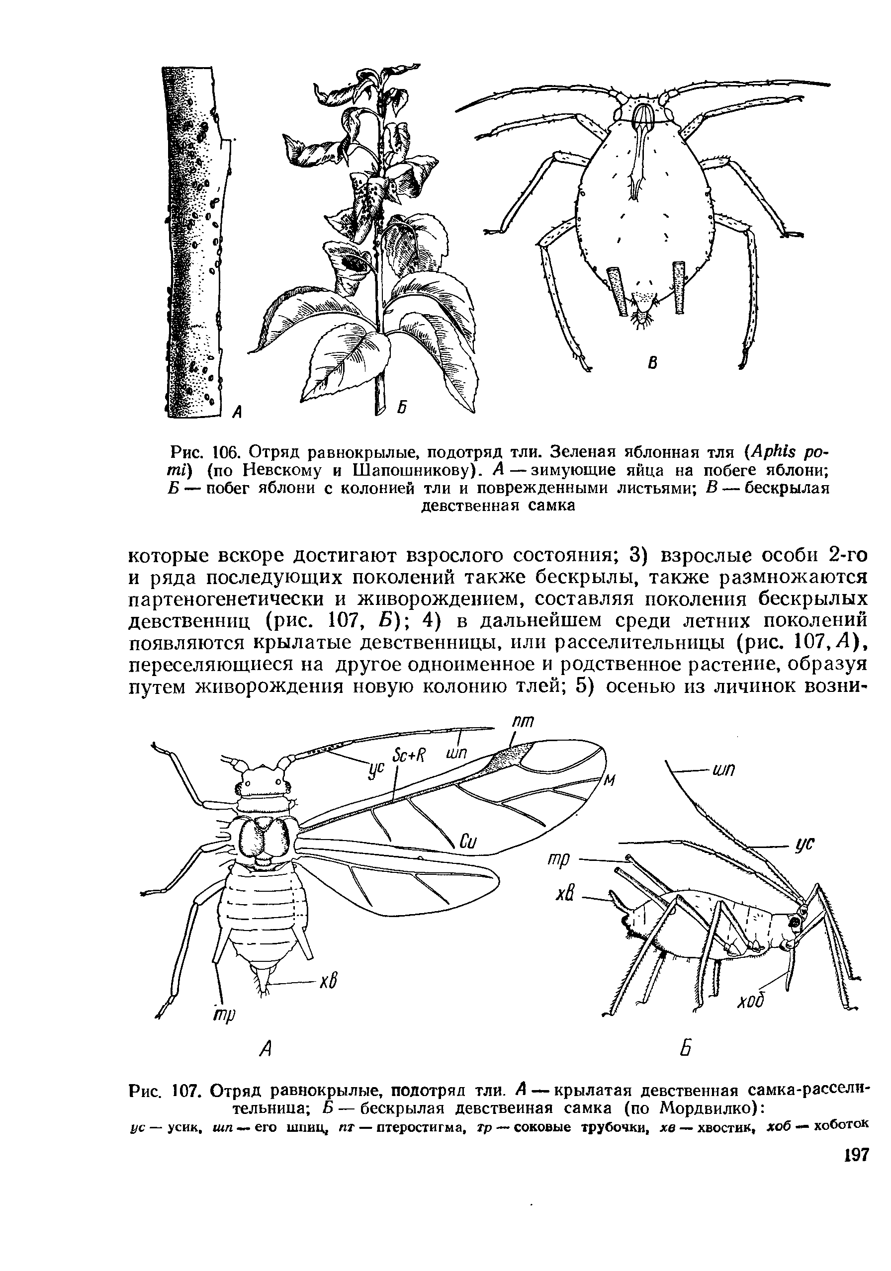 Рис. 107. Отряд равнокрылые, подотряд тли. А — крылатая девственная самка-рассели-тельнипа Б— бескрылая девственная самка (по Мордвилко) ...