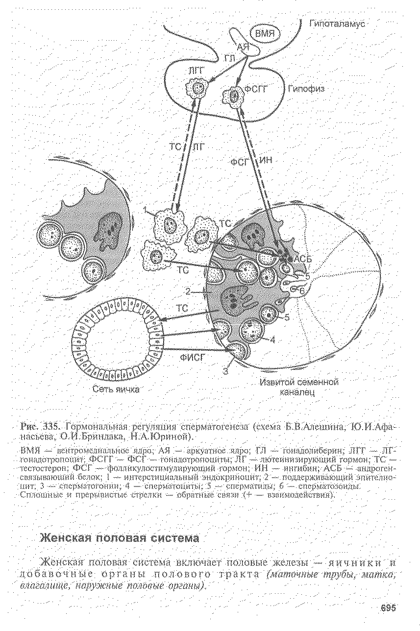 Рис. 335. Гормональная регуляций спермаготежза (схема КВтШшина. Ю.И.Афа-нашжг, О.И.Брнн.ика, Н.А.Юриней).