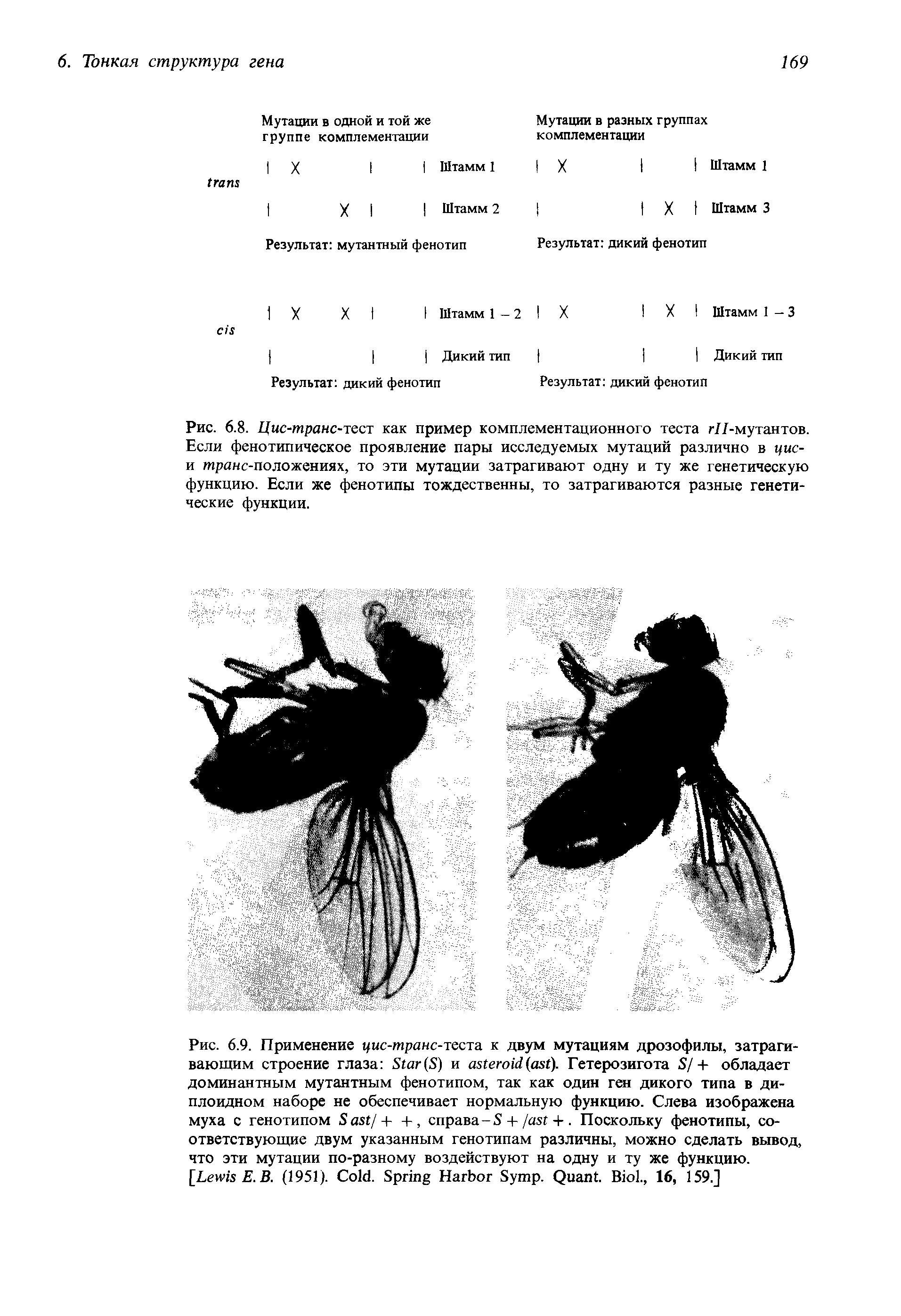 Рис. 6.8. Цис-транс-тест как пример комплементационного теста //-мутантов. Если фенотипическое проявление пары исследуемых мутаций различно в цис-и транс-положениях, то эти мутации затрагивают одну и ту же генетическую функцию. Если же фенотипы тождественны, то затрагиваются разные генетические функции.