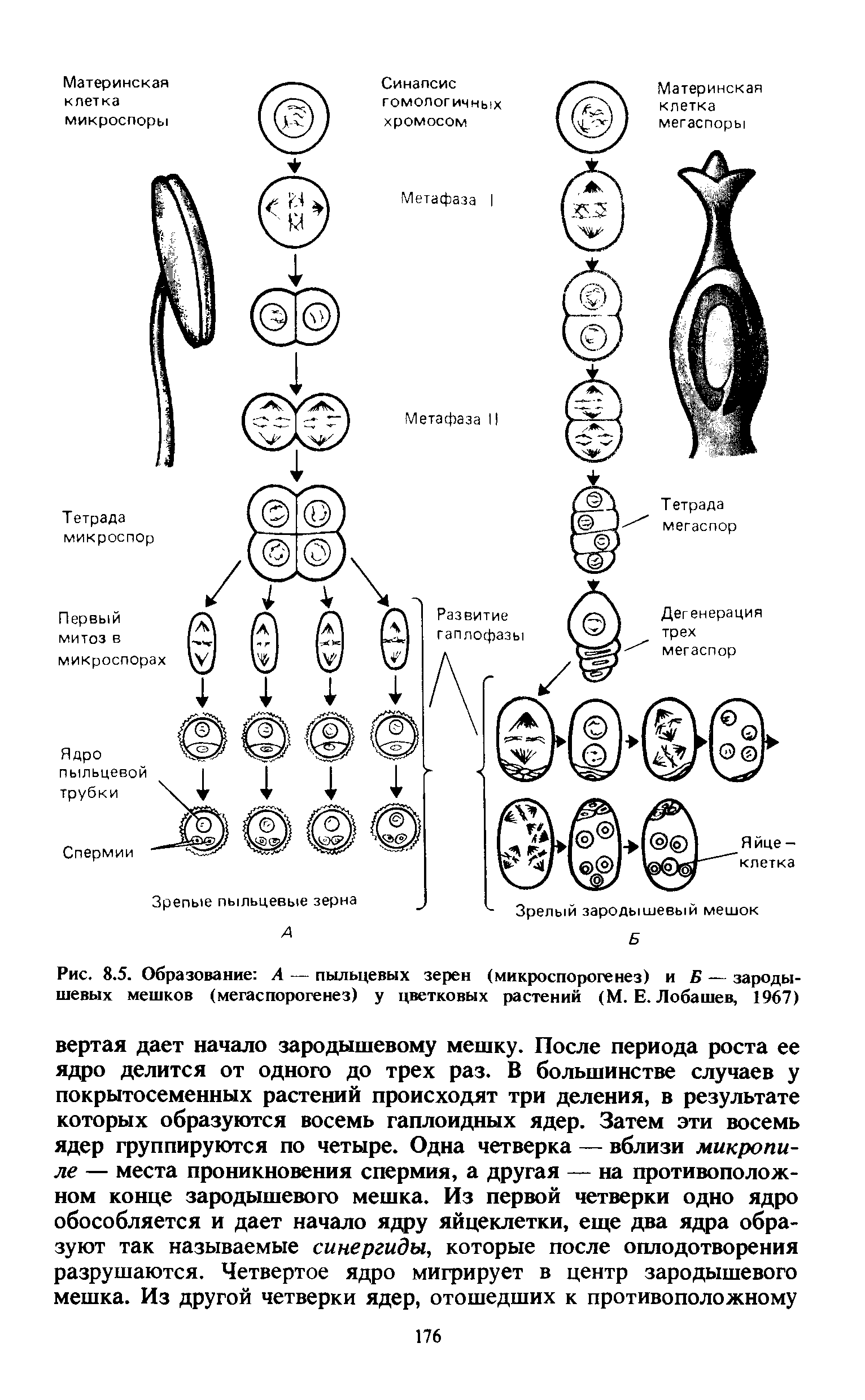Рис. 8.5. Образование А — пыльцевых зерен (микроспорогенез) и Б — зародышевых мешков (мегаспорогенез) у цветковых растений (М. Е. Лобашев, 1967)...