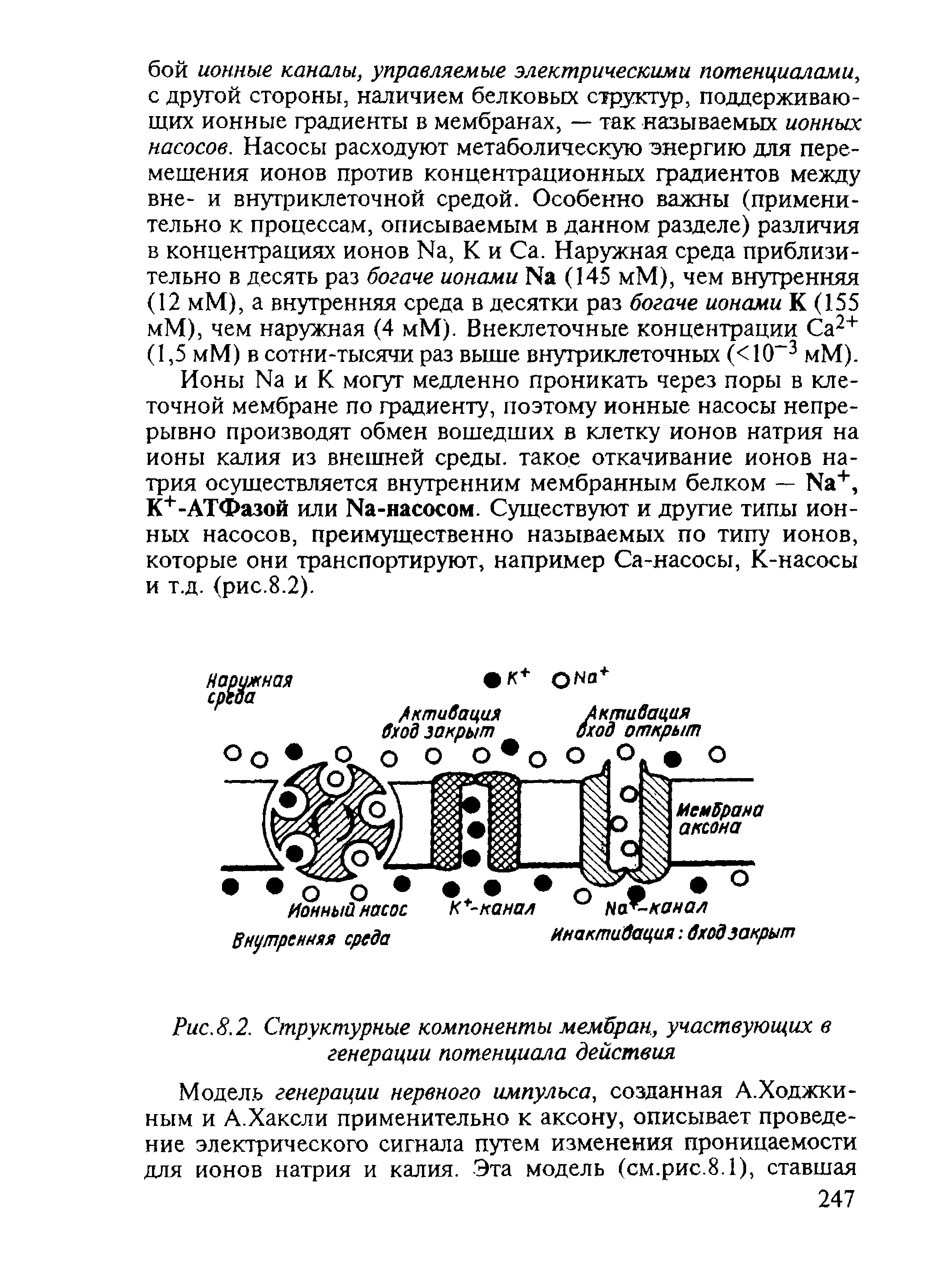 Рис.8.2. Структурные компоненты мембран, участвующих в генерации потенциала действия...