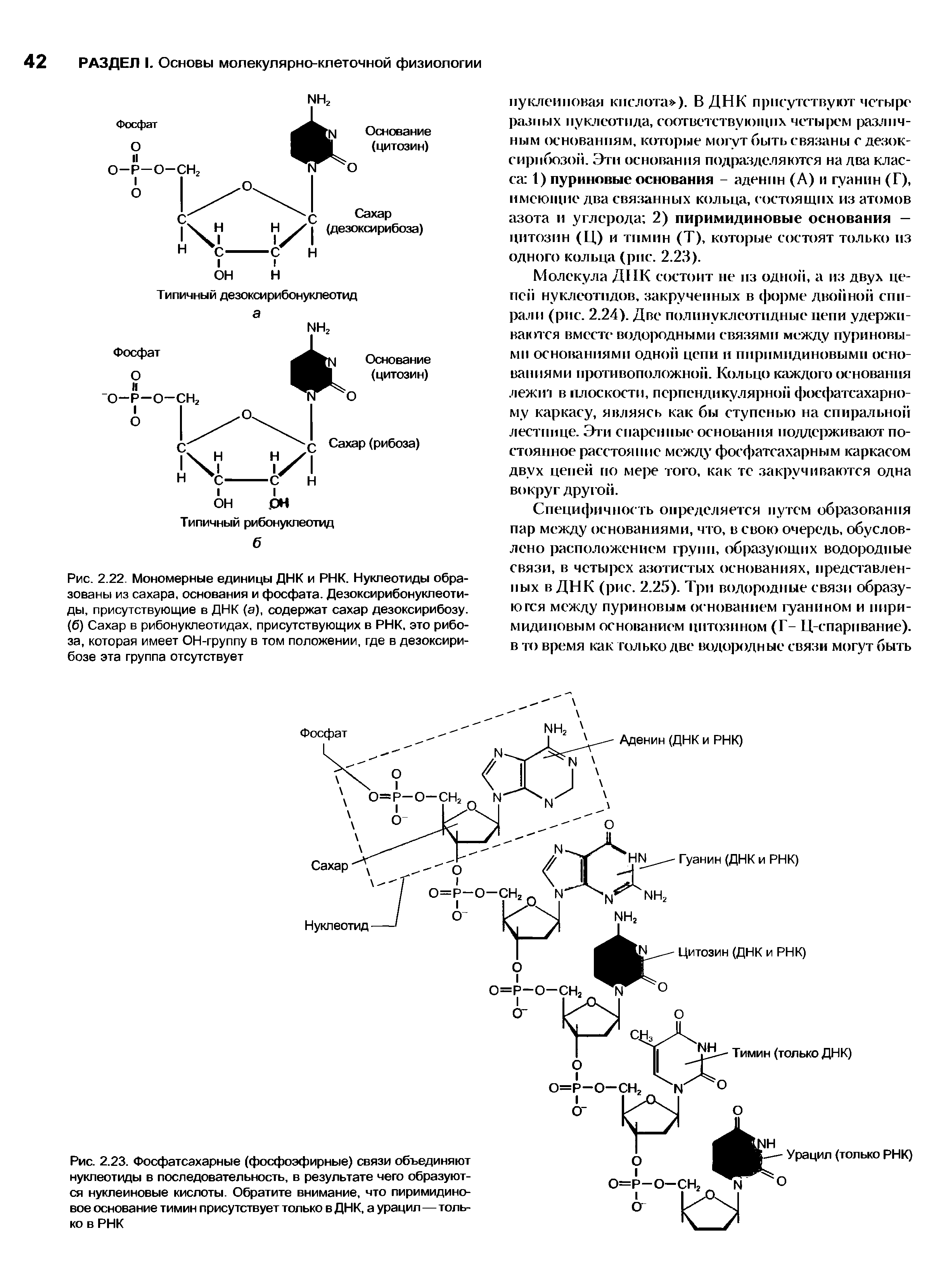Рис. 2.22. Мономерные единицы ДНК и РНК. Нуклеотиды образованы из сахара, основания и фосфата. Дезоксирибонуклеотиды, присутствующие в ДНК (а), содержат сахар дезоксирибозу. (6) Сахар в рибонуклеотидах, присутствующих в РНК, это рибоза, которая имеет ОН-группу в том положении, где в дезоксирибозе эта группа отсутствует...