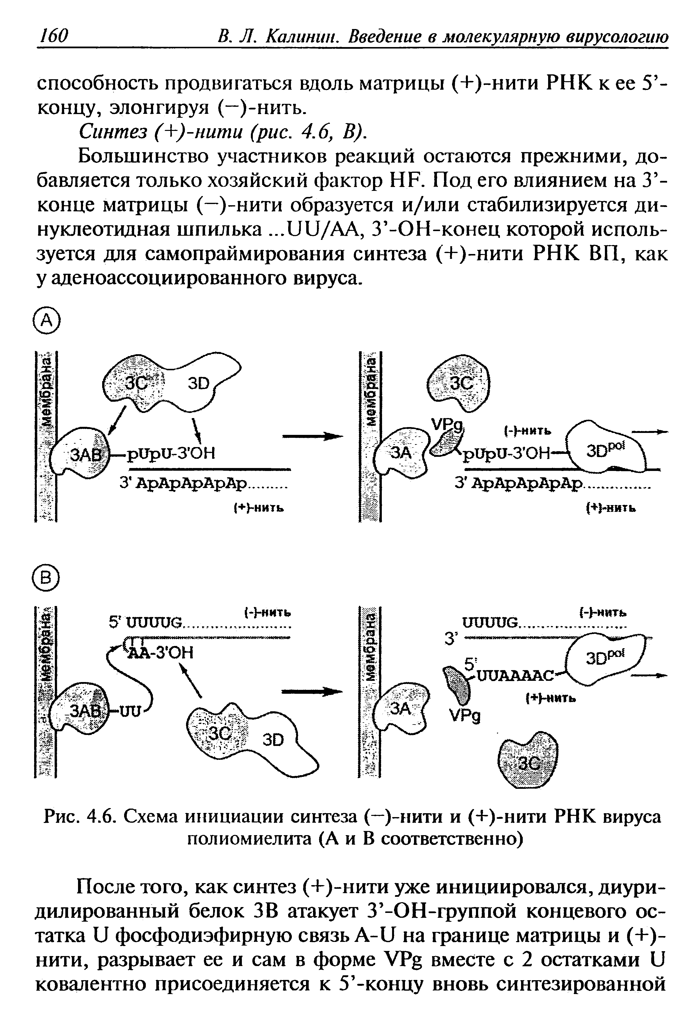 Рис. 4.6. Схема инициации синтеза (—)-нити и (+)-нити РНК вируса полиомиелита (А и В соответственно)...