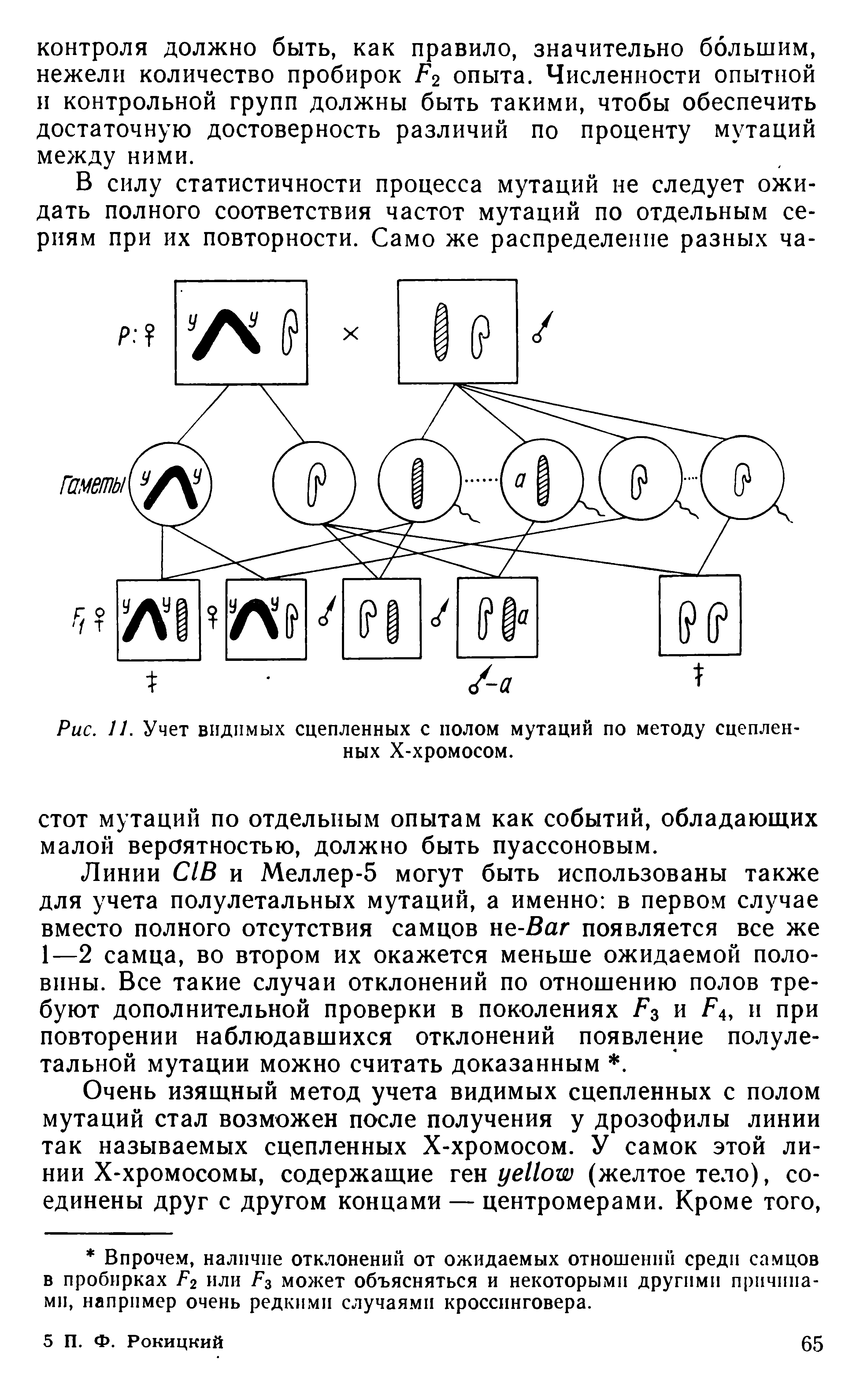 Рис. 11. Учет видимых сцепленных с полом мутаций по методу сцепленных Х-хромосом.