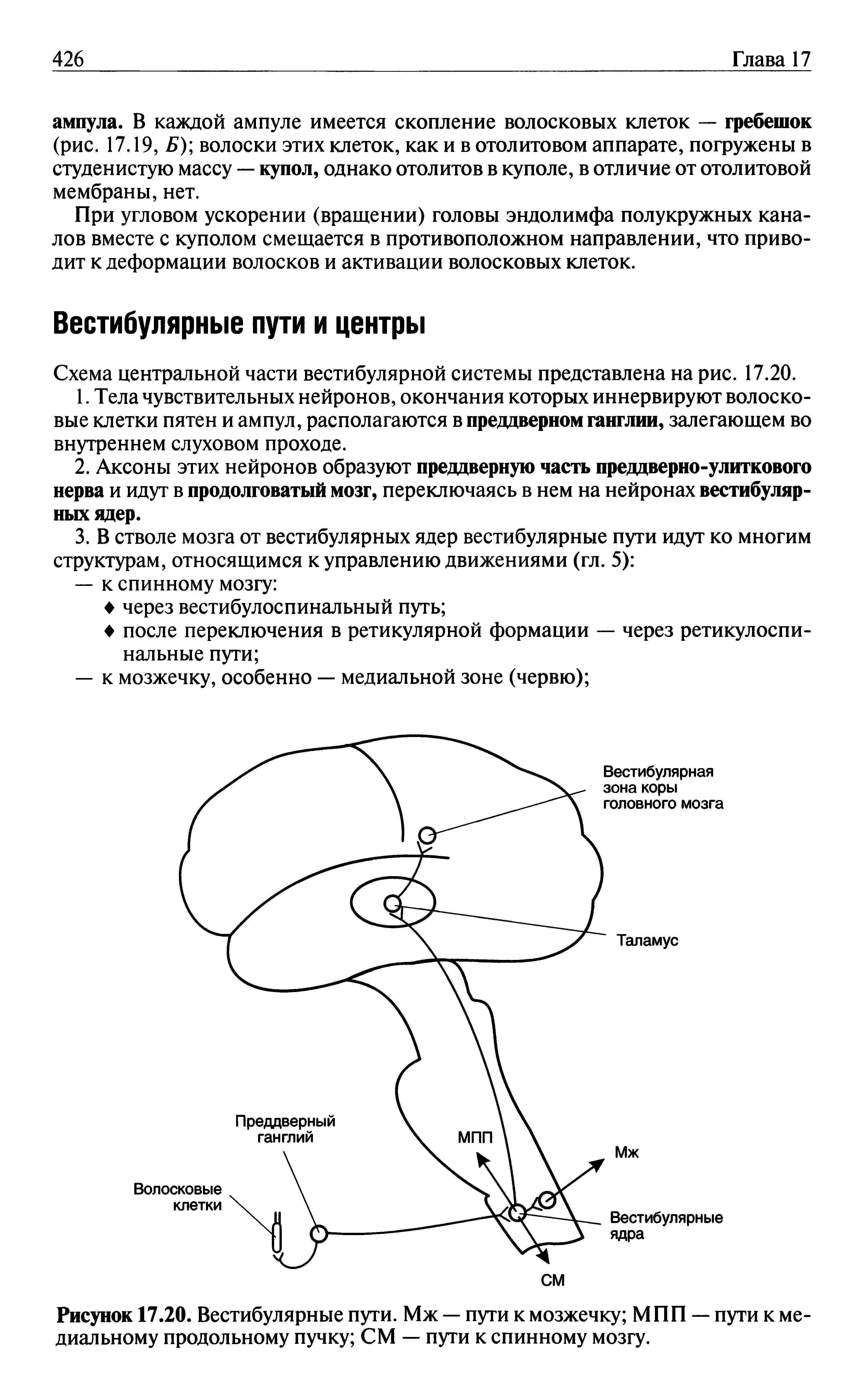 Рисунок 17.20. Вестибулярные пути. Мж — пути к мозжечку МПП — пути к медиальному продольному пучку СМ — пути к спинному мозгу.