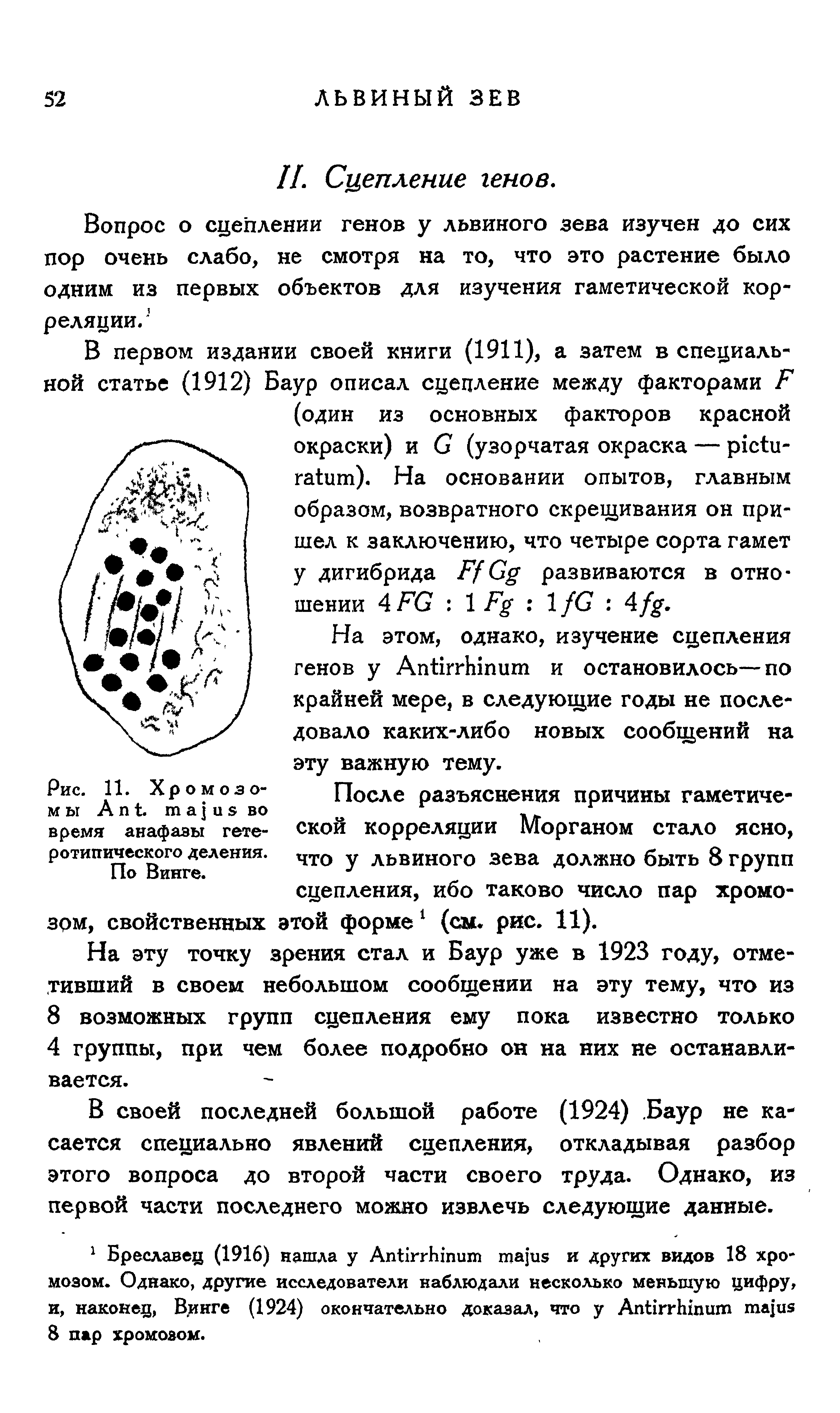 Рис. 11. Хромозо-м ы A . а во время анафазы гетеротипического деления. По Винге.