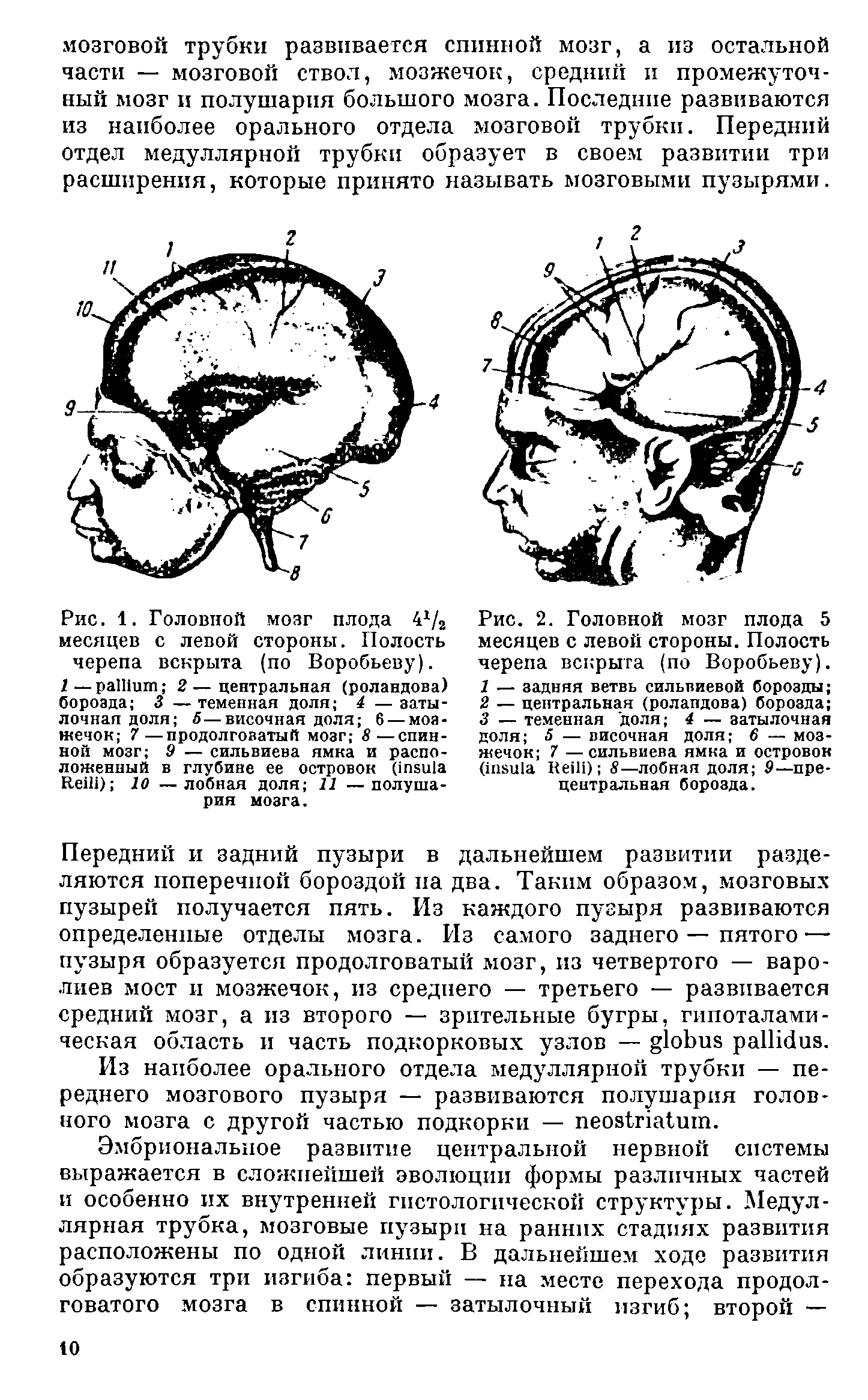 Рис. 1. Головной мозг плода 4 /2 месяцев с левой стороны. Полость черепа вскрыта (по Воробьеву).