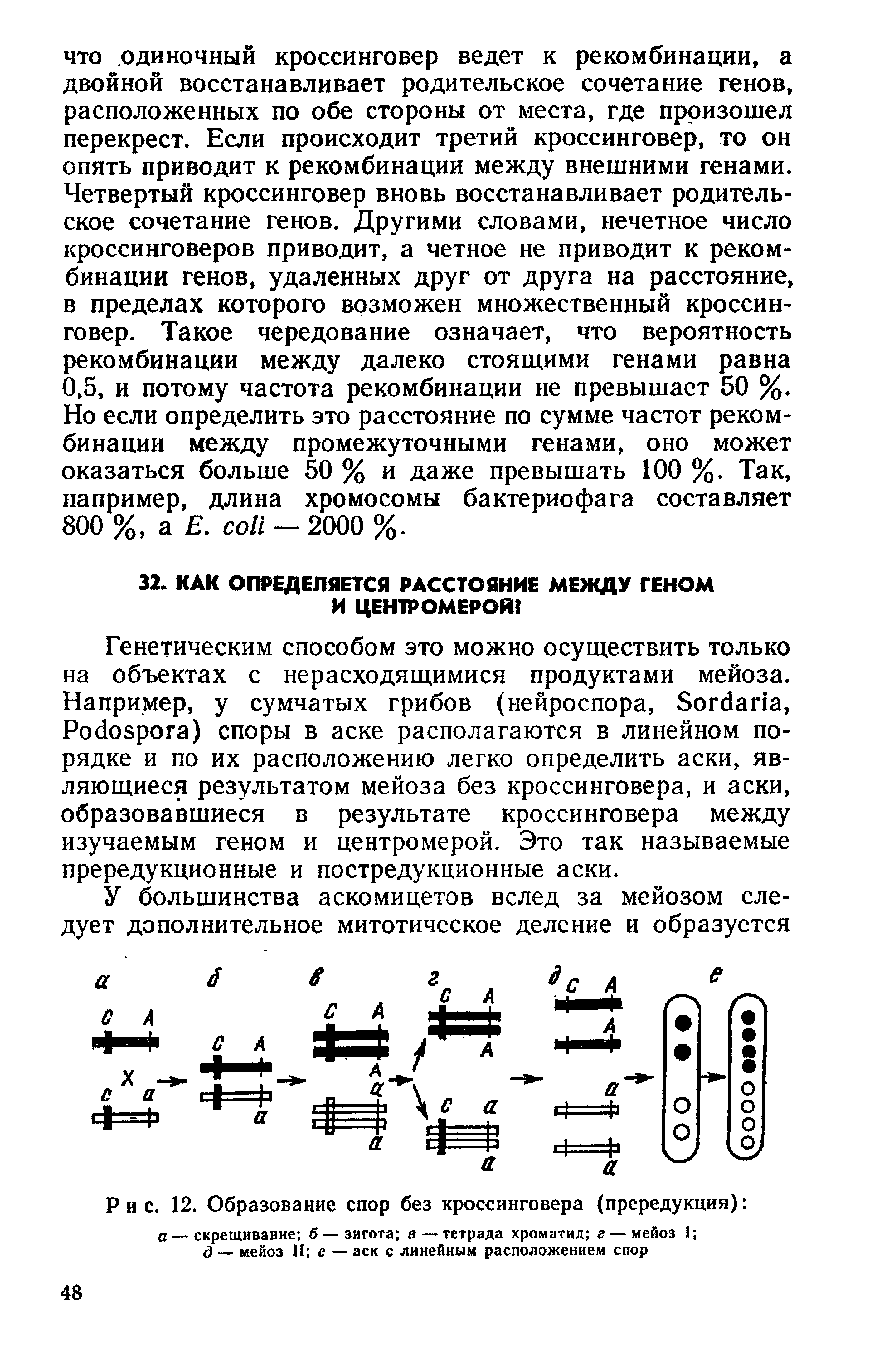 Рис. 12. Образование спор без кроссинговера (прередукция) а скрещивание б — зигота в — тетрада хроматид г — мейоз 1 д— мейоз II е —аск с линейным расположением спор...