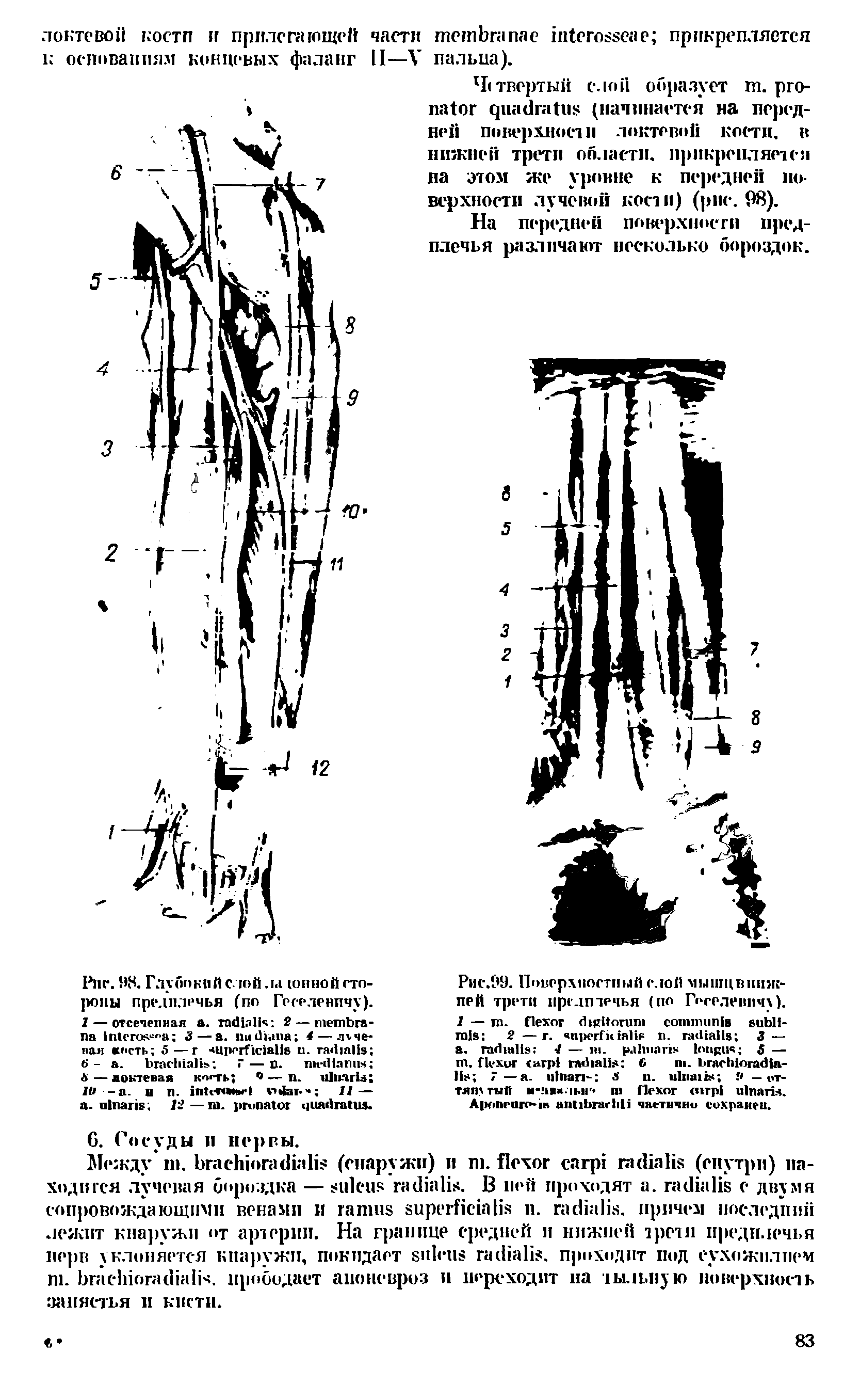 Рис. 98. Глубокий стой, 1.1 тиной стороны предплечья (по Гесе.тевичу). I— отсеченная . 2— 3— . 4 — л чепан петь 5 — г . 6-. H . " — и. - А—локтевая кп<тм )— . 10-а. и . < M V 11—...