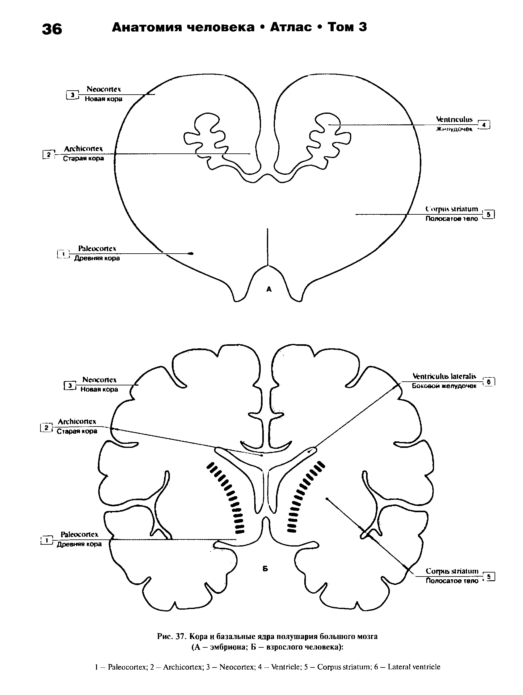 Рис. 37. Кора и базальные ядра полушария большого мозга (А — эмбриона Б — взрослого человека) ...