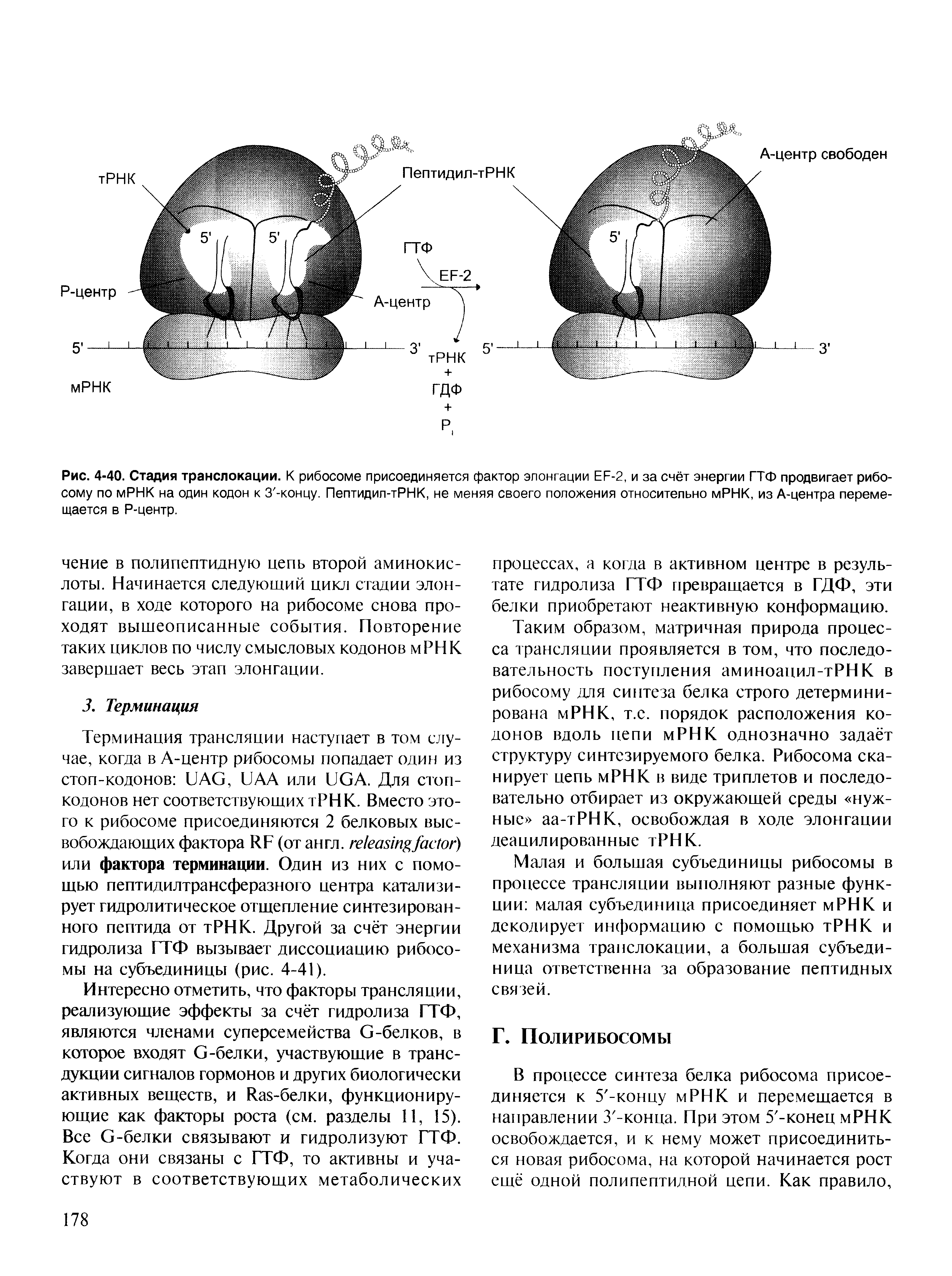 Рис. 4-40. Стадия транслокации. К рибосоме присоединяется фактор элонгации ЕР-2, и за счёт энергии ГТФ продвигает рибосому по мРНК на один кодон к З -концу. Пептидил-тРНК, не меняя своего положения относительно мРНК, из А-центра перемещается в Р-центр.