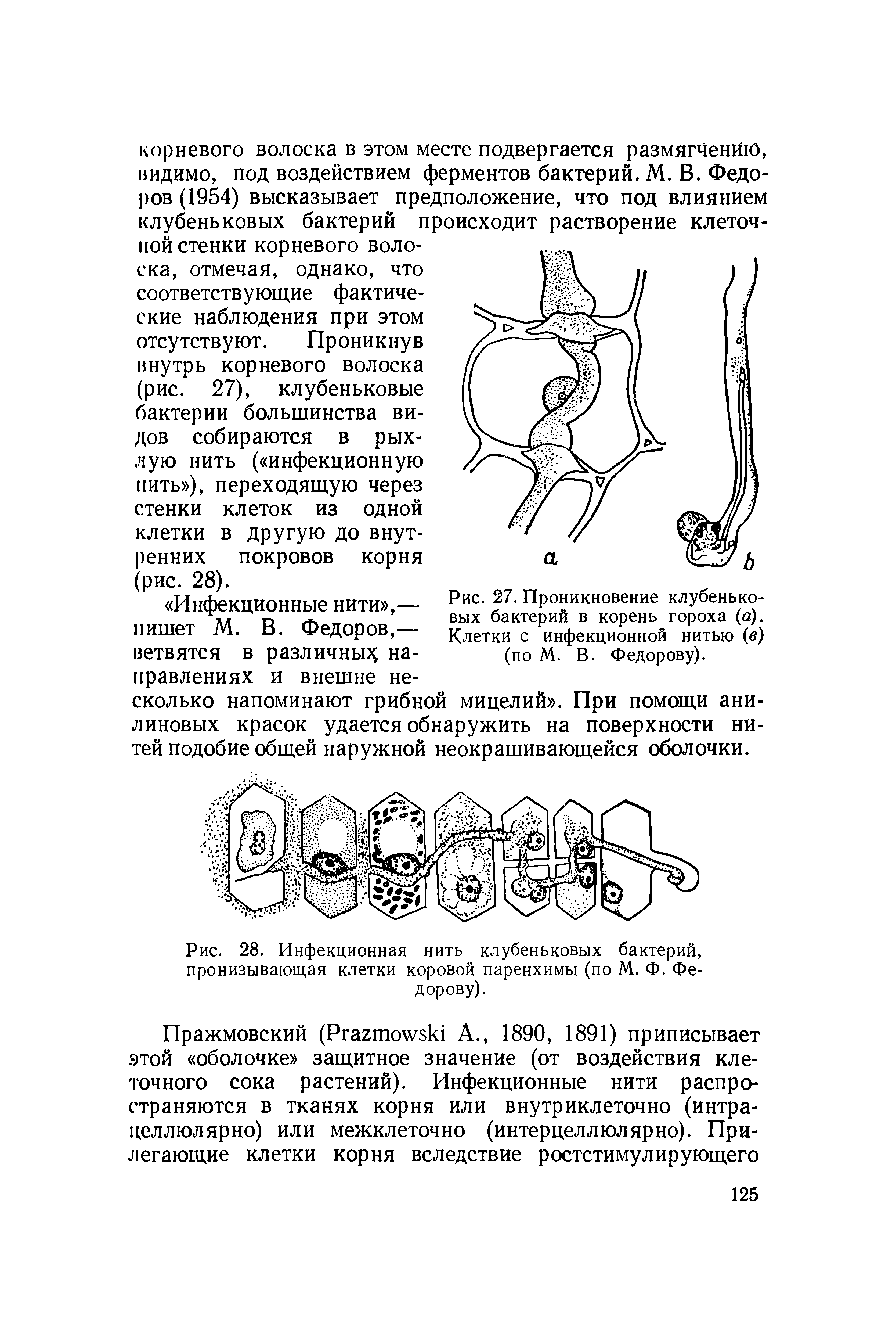 Рис. 28. Инфекционная нить клубеньковых бактерий, пронизывающая клетки коровой паренхимы (по М. Ф. Федорову).