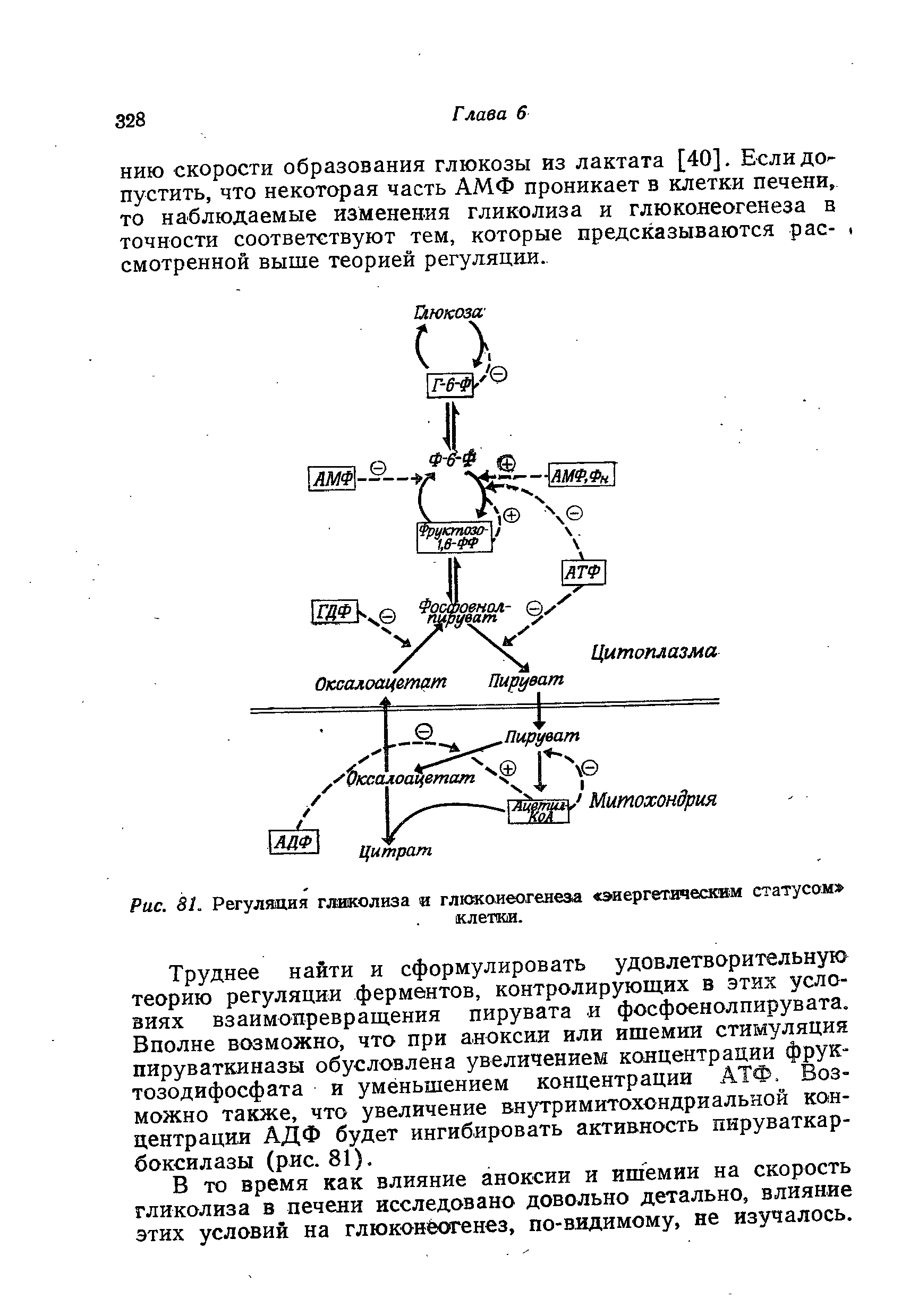 Рис. 81. Регуляция гликолиза и глюконеогенеза энергетическим статусом клетки.