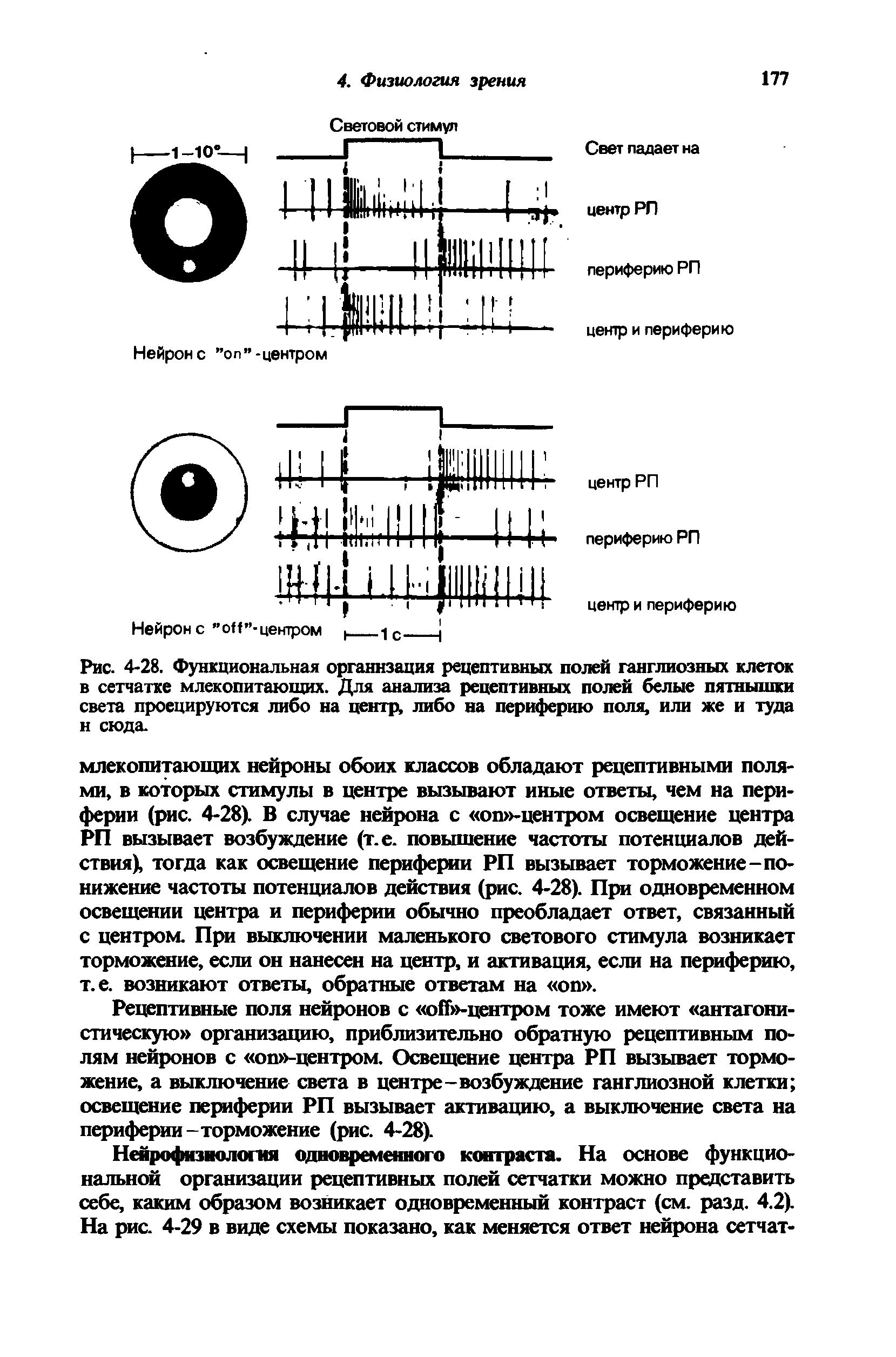 Рис. 4-28. Функциональная организация рецептивных полей ганглиозных клеток в сетчатке млекопитающих. Для анализа рецептивных полей белые пятнышки света проецируются либо на центр, либо на периферию поля, или же и туда н сюда.