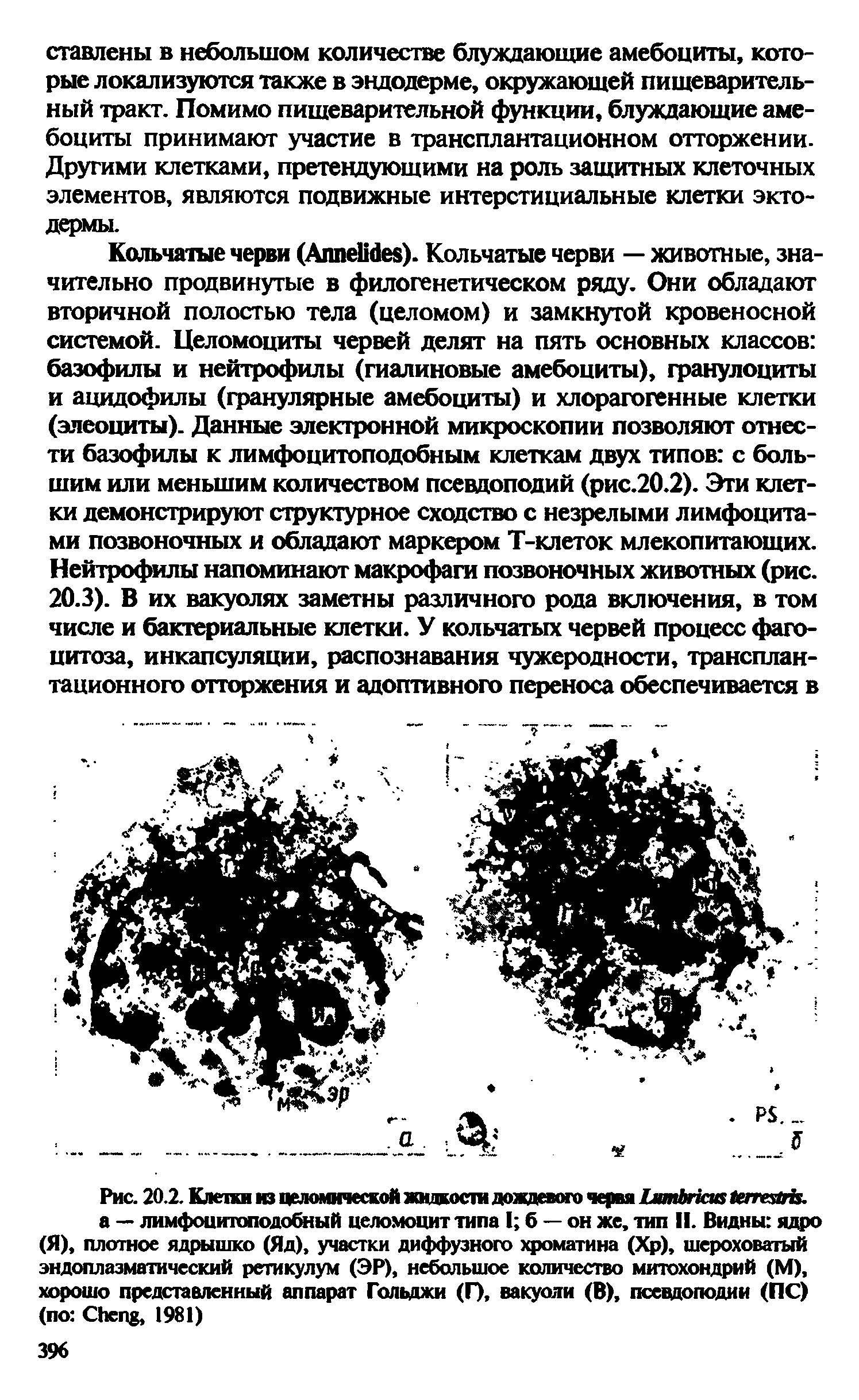 Рис. 20.2. Клетки из целомической жшкосга дождевого червя L . а — лимфоиитоподобный целомоцит типа I б — он же, тип II. Видны ядро (Я), плотное ядрышко (Яд), участки диффузного хроматина (Хр), шероховатый эндоплазматический ретикулум (ЭР), небольшое количество митохондрий (М), хорошо представленный аппарат Гольджи (Г), вакуоли (В), псевдоподии (ПС) (по C , 1981)...