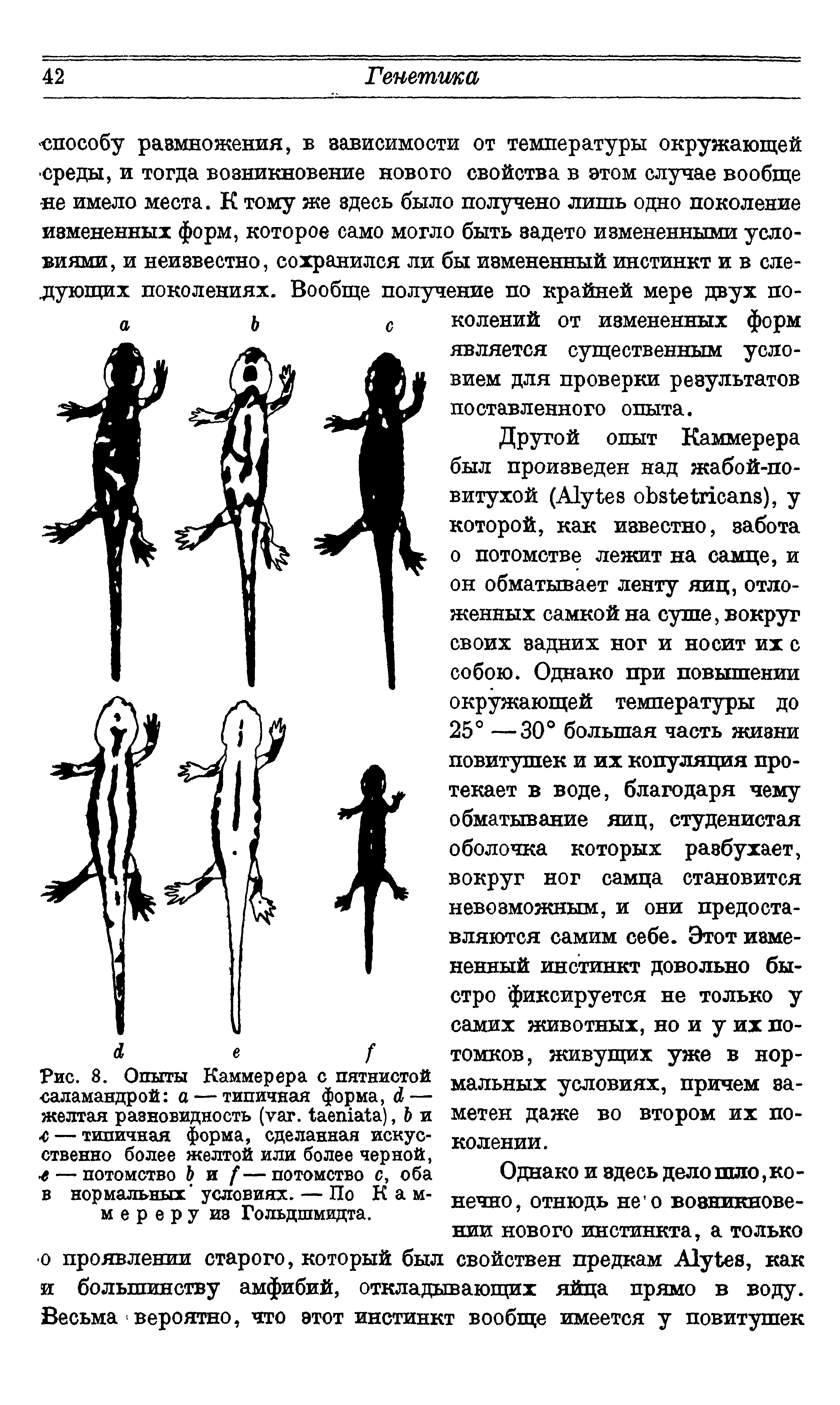 Рис. 8. Опыты Каммерера с пятнистой саламандрой а — типичная форма, А — желтая разновидность (уаг. 1аеша1а), Ь и 4— типичная форма, сделанная искусственно более желтой или более черной, г— потомство Ь и [—потомство с, оба в нормальных условиях. — По Каммереру из Гольдшмидта.