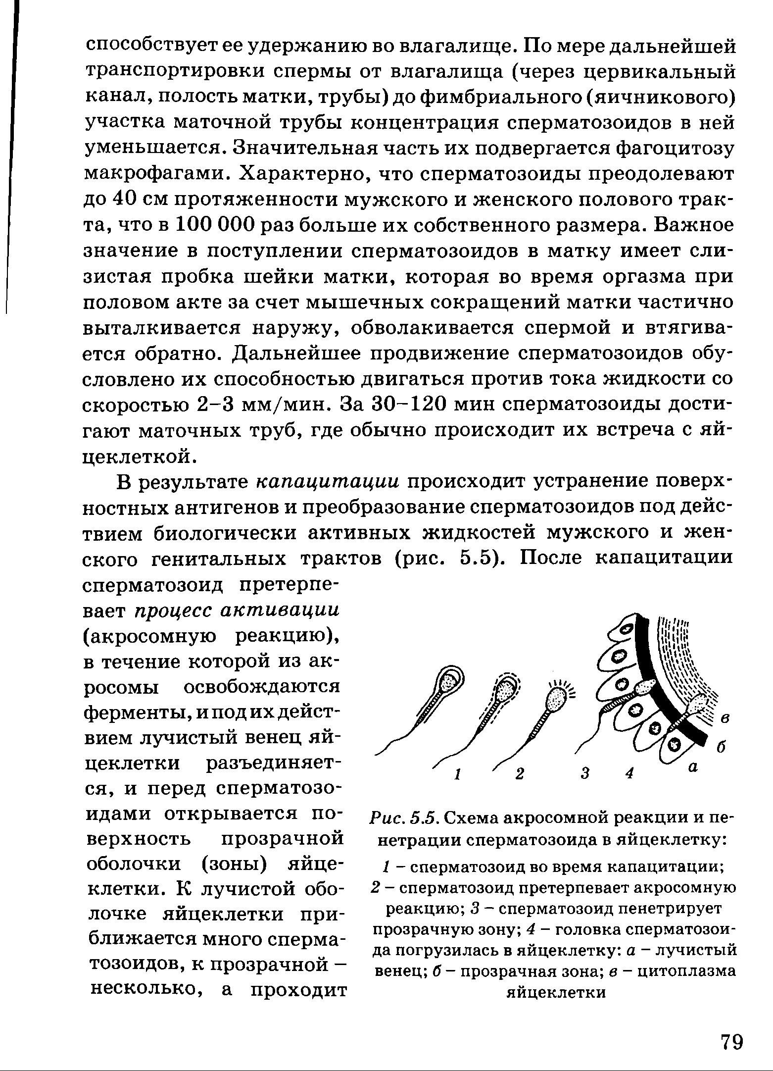 Рис. 5.5. Схема акросомной реакции и пе-нетрации сперматозоида в яйцеклетку ...