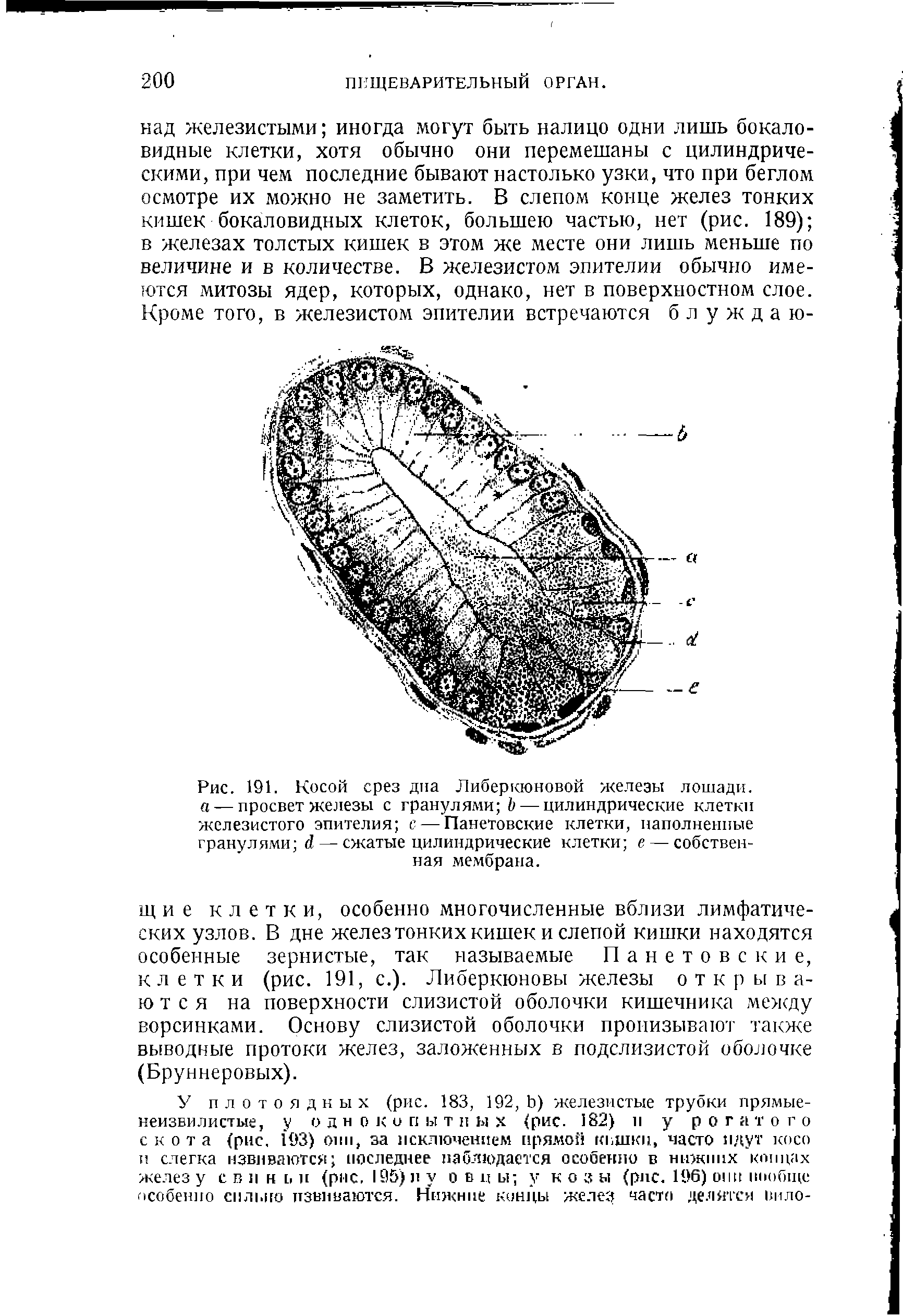 Рис. 191. Косой срез дна Либеркюновой железы лошади. а — просвет железы с гранулями Ъ — цилиндрические клетки железистого эпителия с — Панетовские клетки, наполненные гранулями <1 — сжатые цилиндрические клетки е — собственная мембрана.