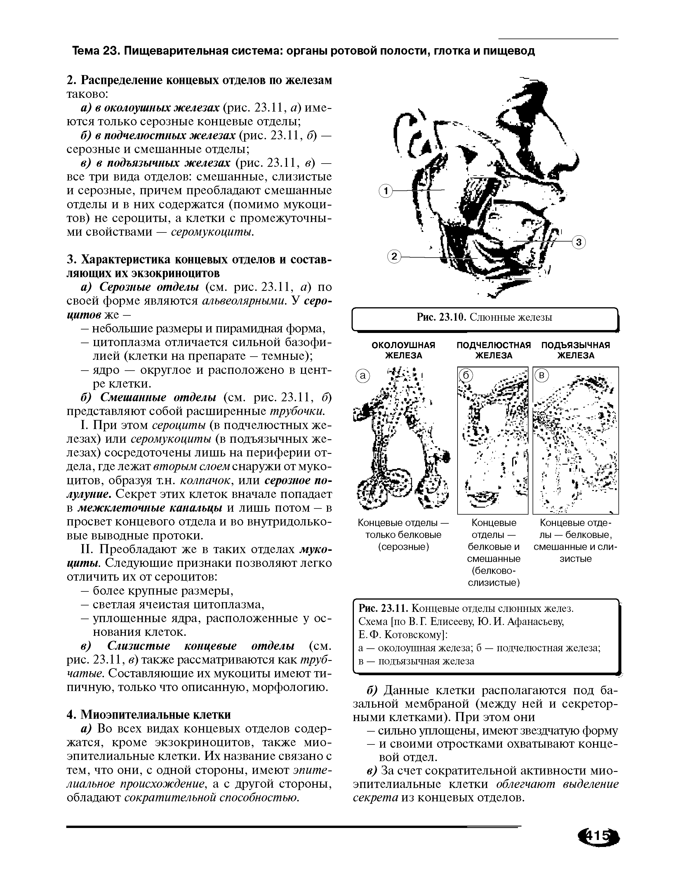 Рис. 23.11. Концевые отделы слюнных желез. Схема [по В. Г. Елисееву, Ю.И. Афанасьеву, Е.Ф. Котовскому] ...