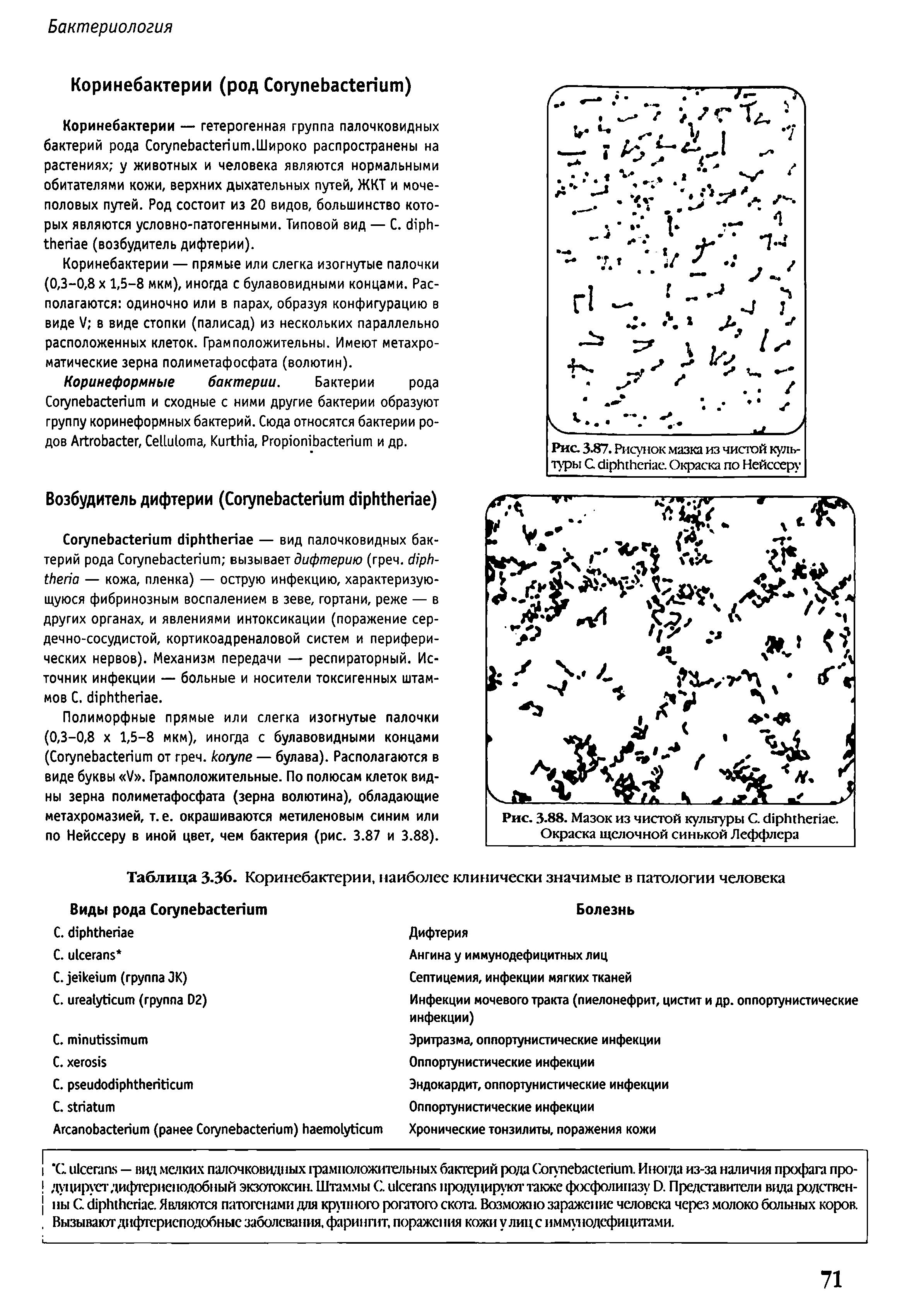 Рис. 3.88. Мазок из чистой культуры С. сИрГлбепае. Окраска щелочной синькой Леффлера...