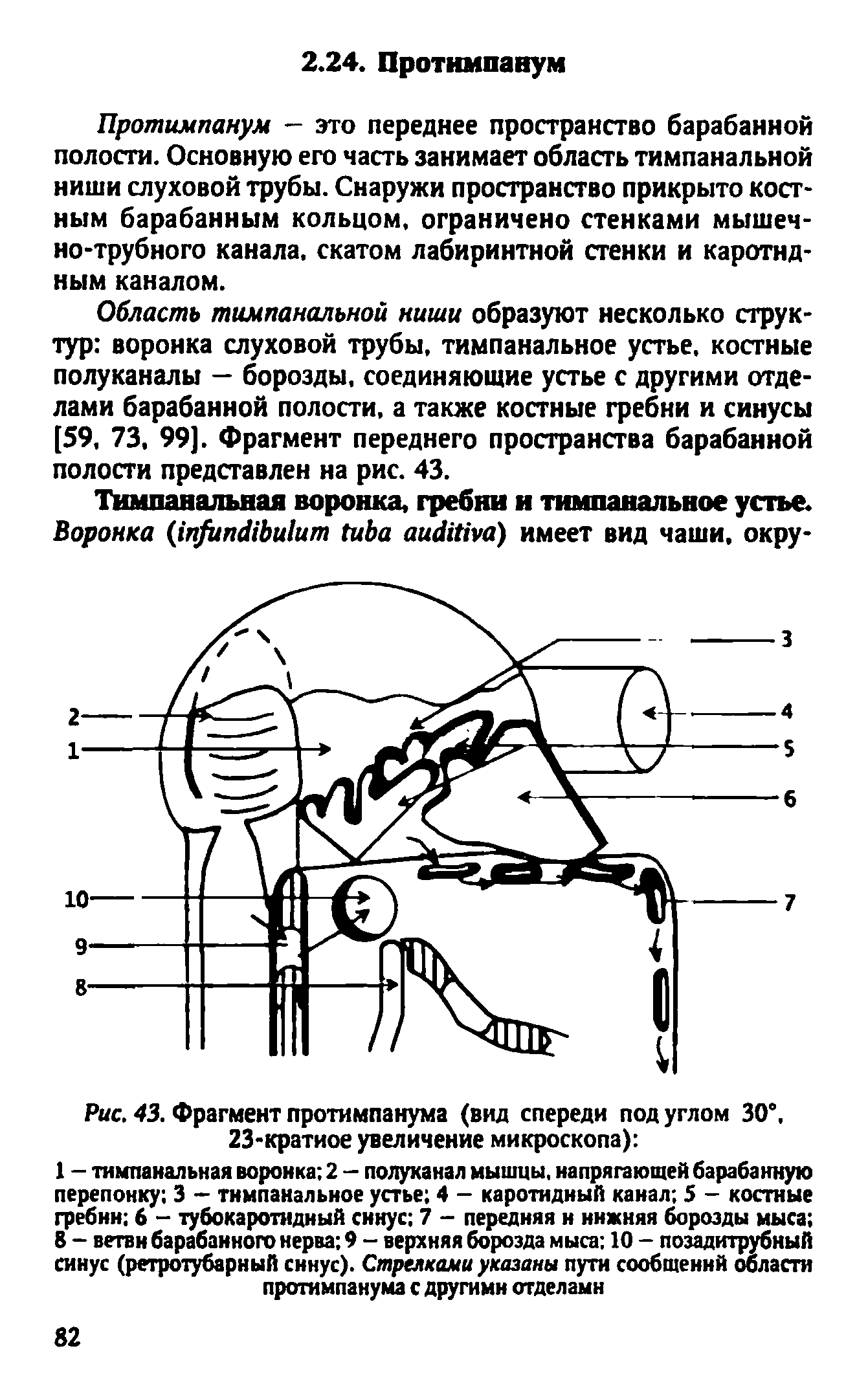 Рис. 43. Фрагмент протимпанума (вид спереди под углом 30°, 23-кратиое увеличение микроскопа) ...