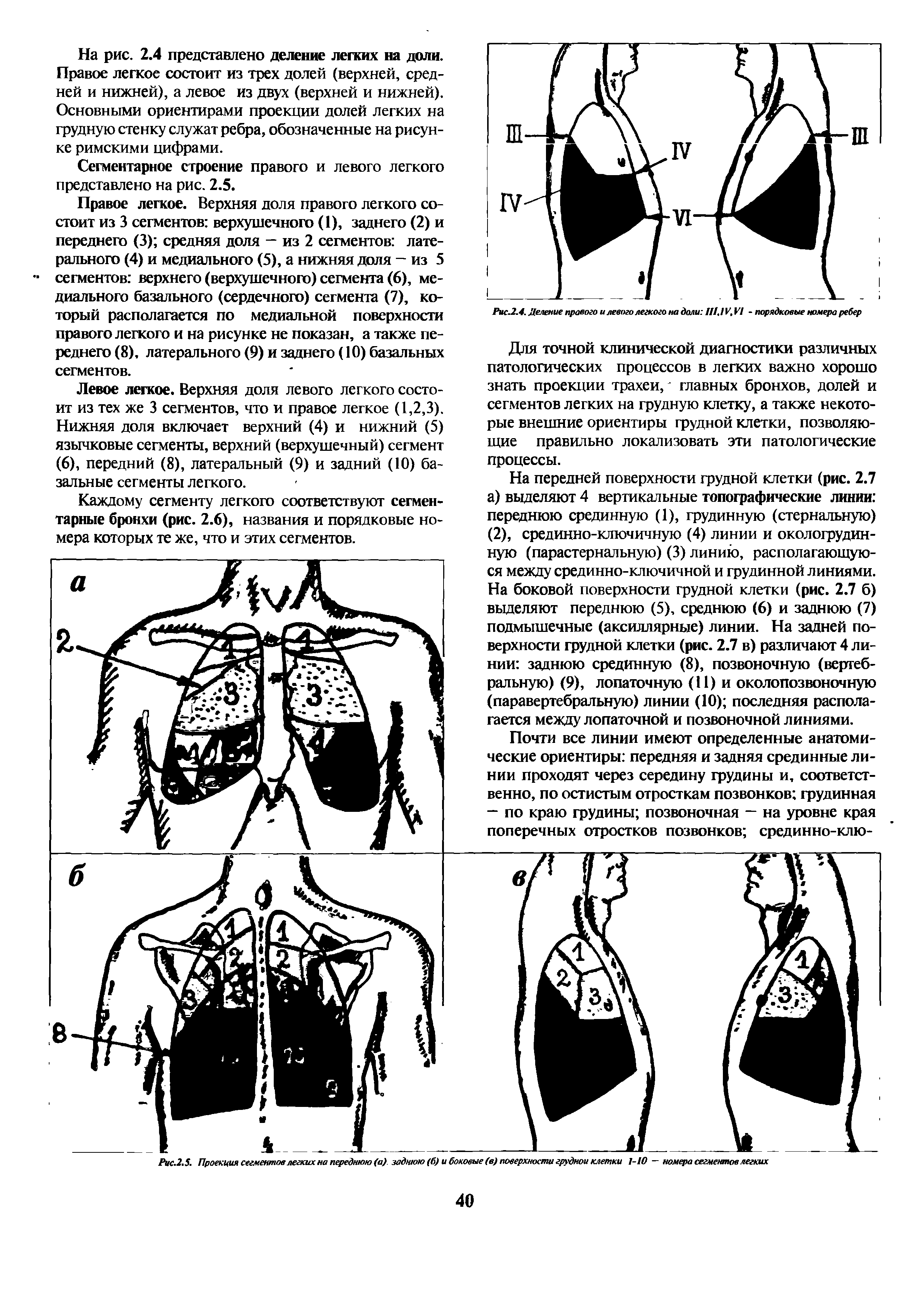 Рис.2.5. Проекция сегментов легких на переднюю (а), заднюю (б) и боковые (в) поверхности грудной клетки 1-10 — номера сегмешпов легких...