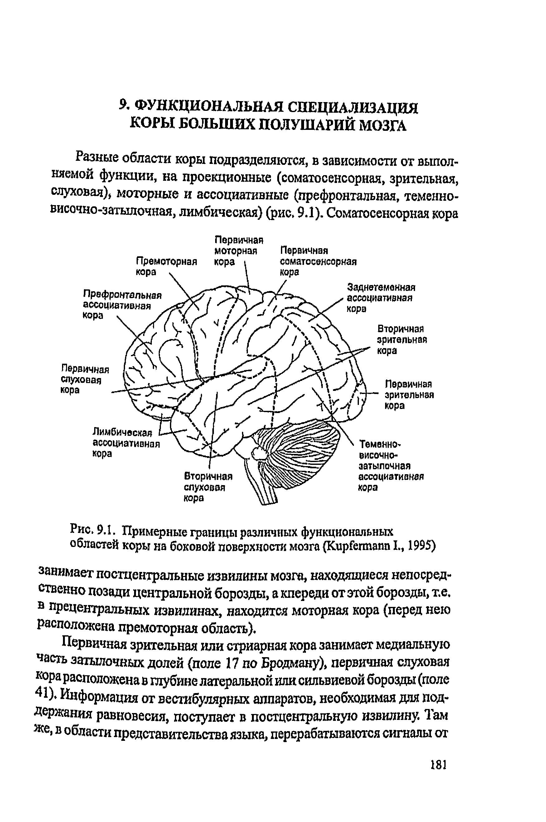 Рис. 9.1. Примерные границы различных функциональных областей коры на боковой поверхности мозга (КирГегтапп I., 1995)...