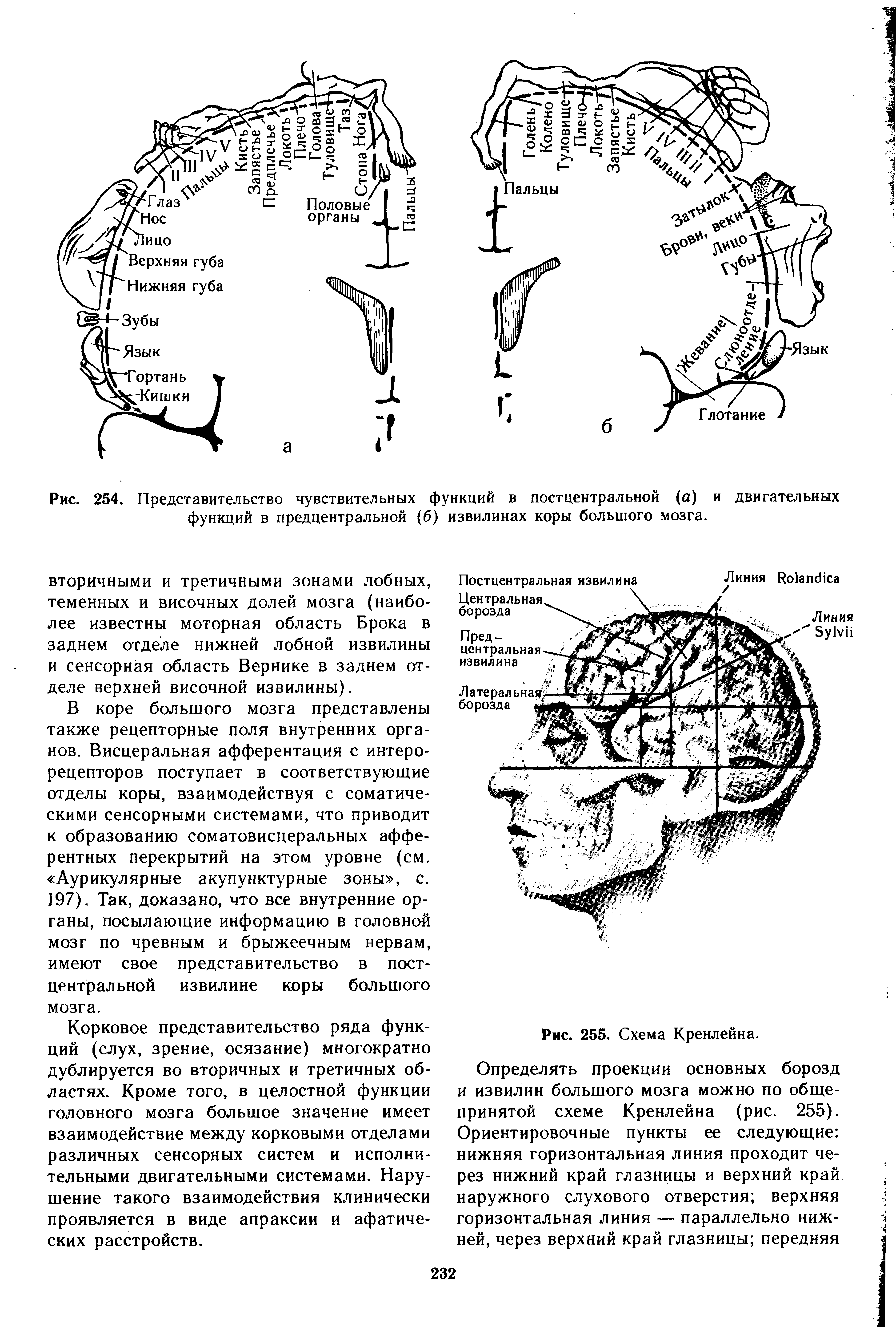 Рис. 254. Представительство чувствительных функций в постцентральной (а) и двигательных функций в предцентральной (б) извилинах коры большого мозга.