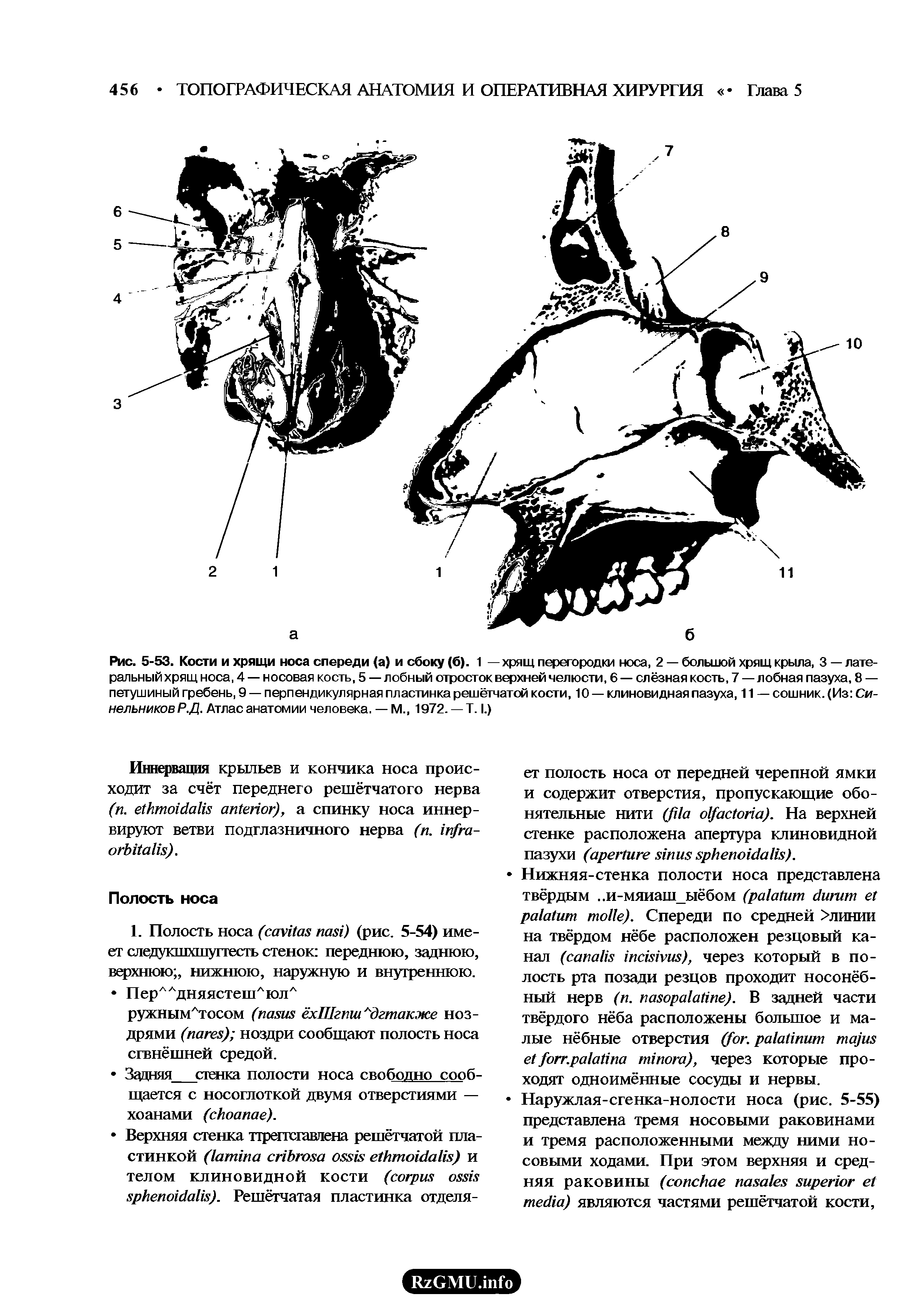 Рис. 5-53. Кости и хрящи носа спереди (а) и сбоку (б). 1 — хрящ перегородки носа, 2 — большой хрящ крыла, 3 — латеральный хрящ носа, 4 — носовая кость, 5 — лобный отросток верхней челюсти, 6 — слёзная кость, 7 — лобная пазуха, 8 — петушиный гребень, 9 — перпендикулярная пластинка решётчатой кости, 10 — клиновидная пазуха, 11 — сошник. (Из Синельников Р.Д. Атлас анатомии человека. — М., 1972. —Т. I.)...