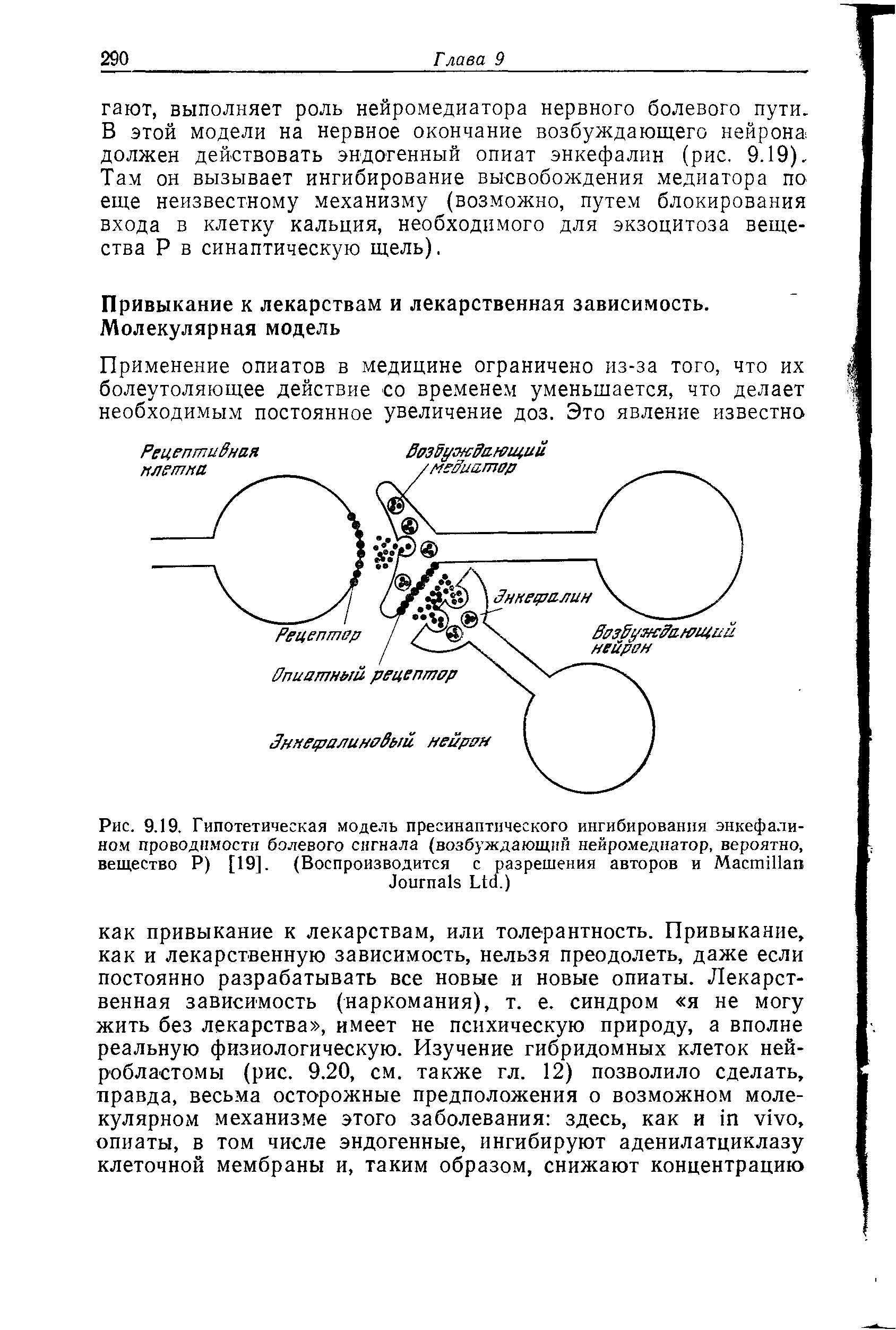 Рис. 9.19. Гипотетическая модель пресинаптического ингибирования энкефалином проводимости болевого сигнала (возбуждающий нейромедиатор, вероятно, вещество Р) [19]. (Воспроизводится с разрешения авторов и M J L .)...