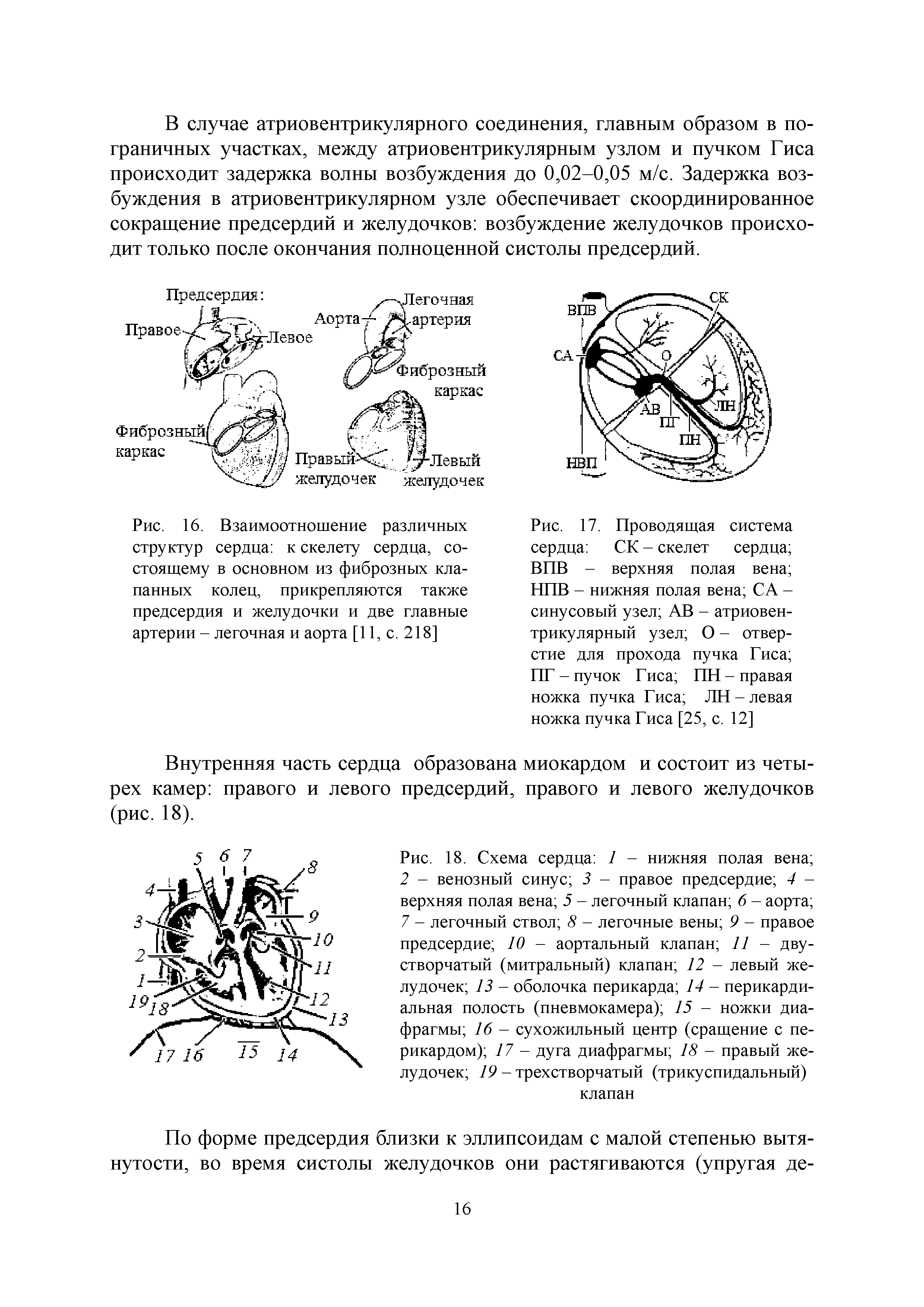 Рис. 18. Схема сердца 7 - нижняя полая вена 2 - венозный синус 3 - правое предсердие 4 -верхняя полая вена 5 - легочный клапан 6 - аорта 7 - легочный ствол 8 - легочные вены 9 - правое предсердие 10 - аортальный клапан 77 - двустворчатый (митральный) клапан 72 - левый желудочек 13 - оболочка перикарда 14 - перикардиальная полость (пневмокамера) 75 - ножки диафрагмы 16 - сухожильный центр (сращение с перикардом) 17 - дуга диафрагмы 18 - правый желудочек 19 - трехстворчатый (трикуспидальный) клапан...