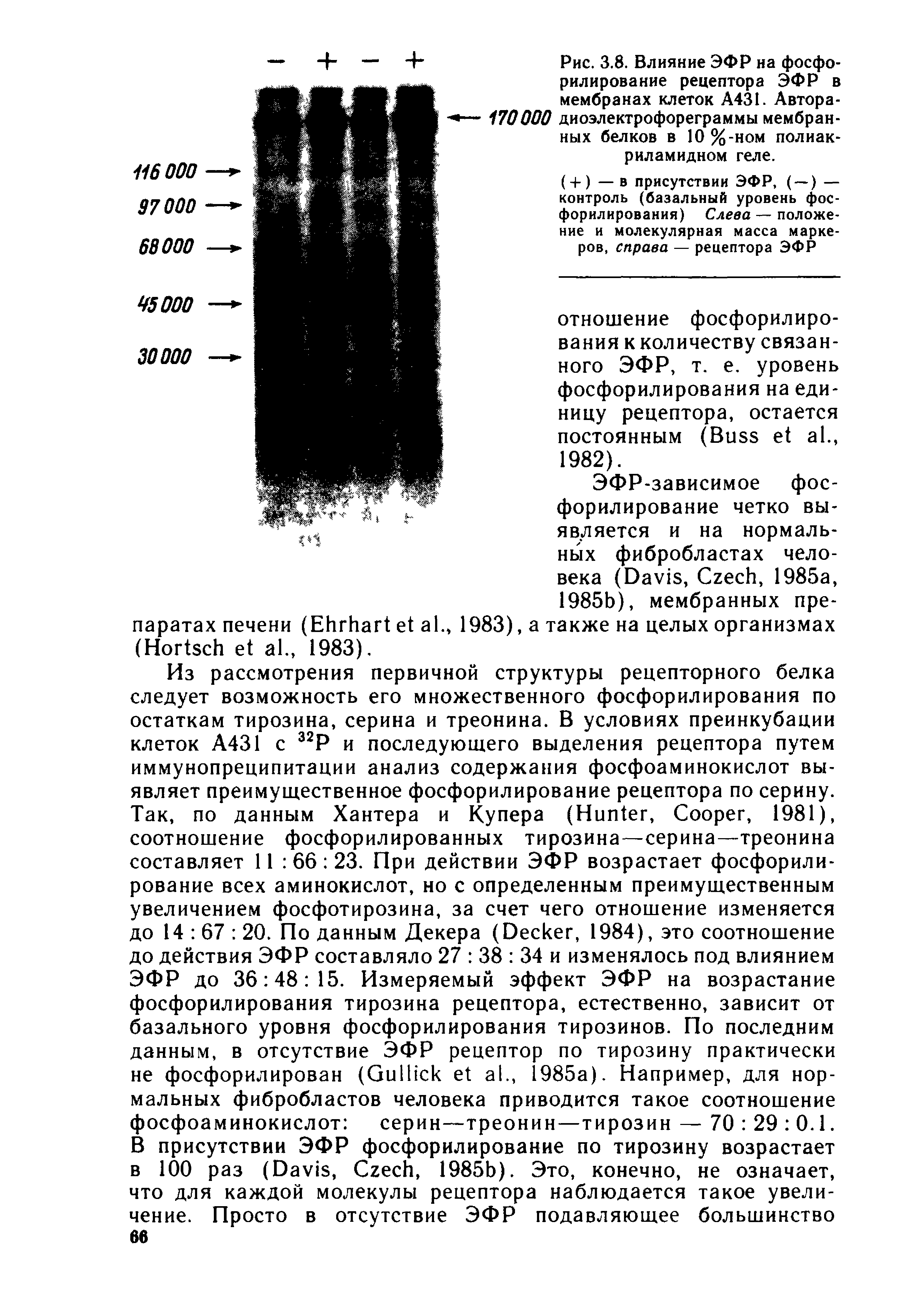 Рис. 3.8. Влияние ЭФР на фосфорилирование рецептора ЭФР в мембранах клеток А431. Автора-170000 диоэлектрофореграммы мембранных белков в Ю %-ном полиакриламидном геле.