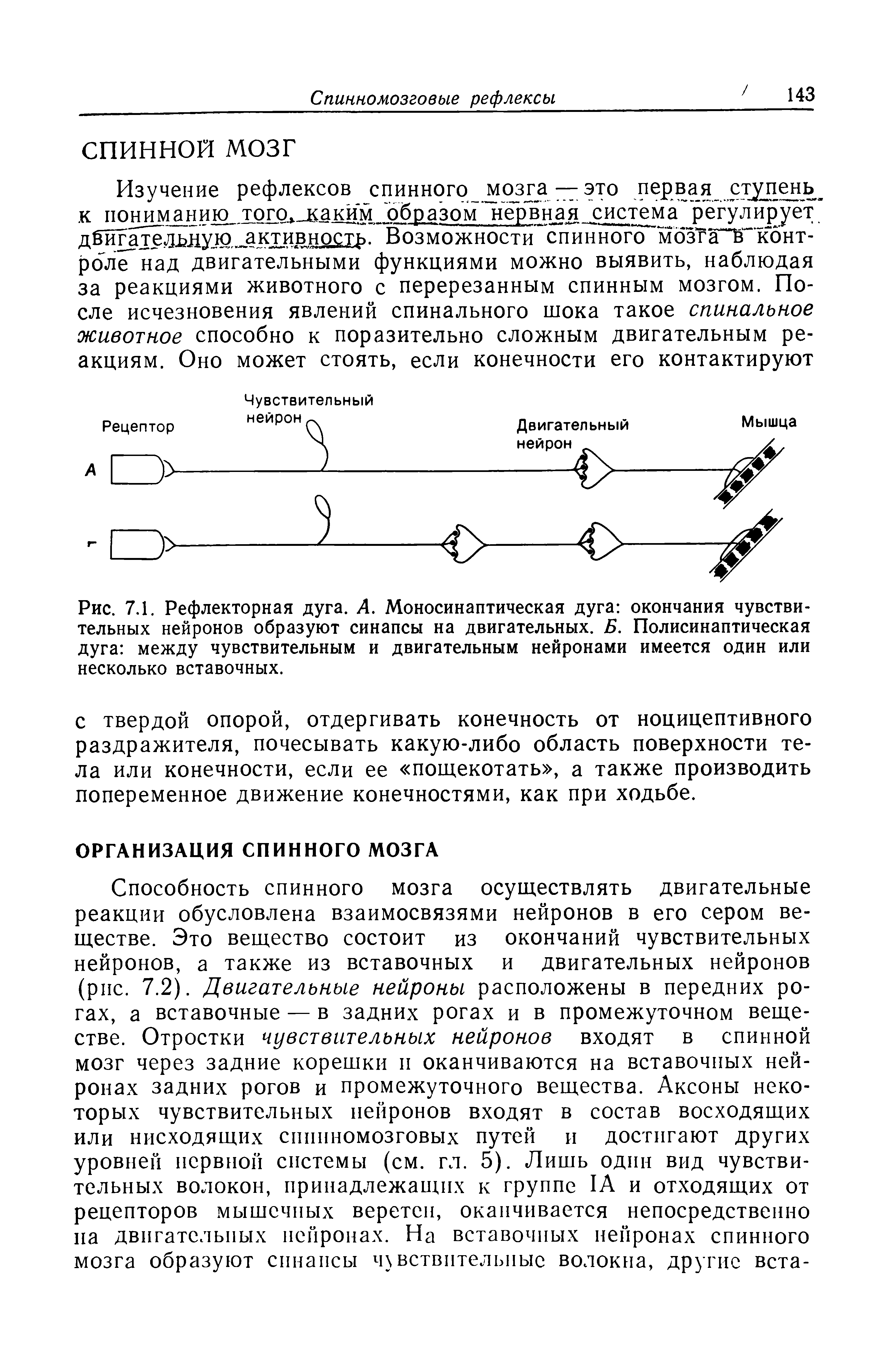 Рис. 7.1. Рефлекторная дуга. А. Моносинаптическая дуга окончания чувствительных нейронов образуют синапсы на двигательных. Б. Полисинаптическая дуга между чувствительным и двигательным нейронами имеется один или несколько вставочных.