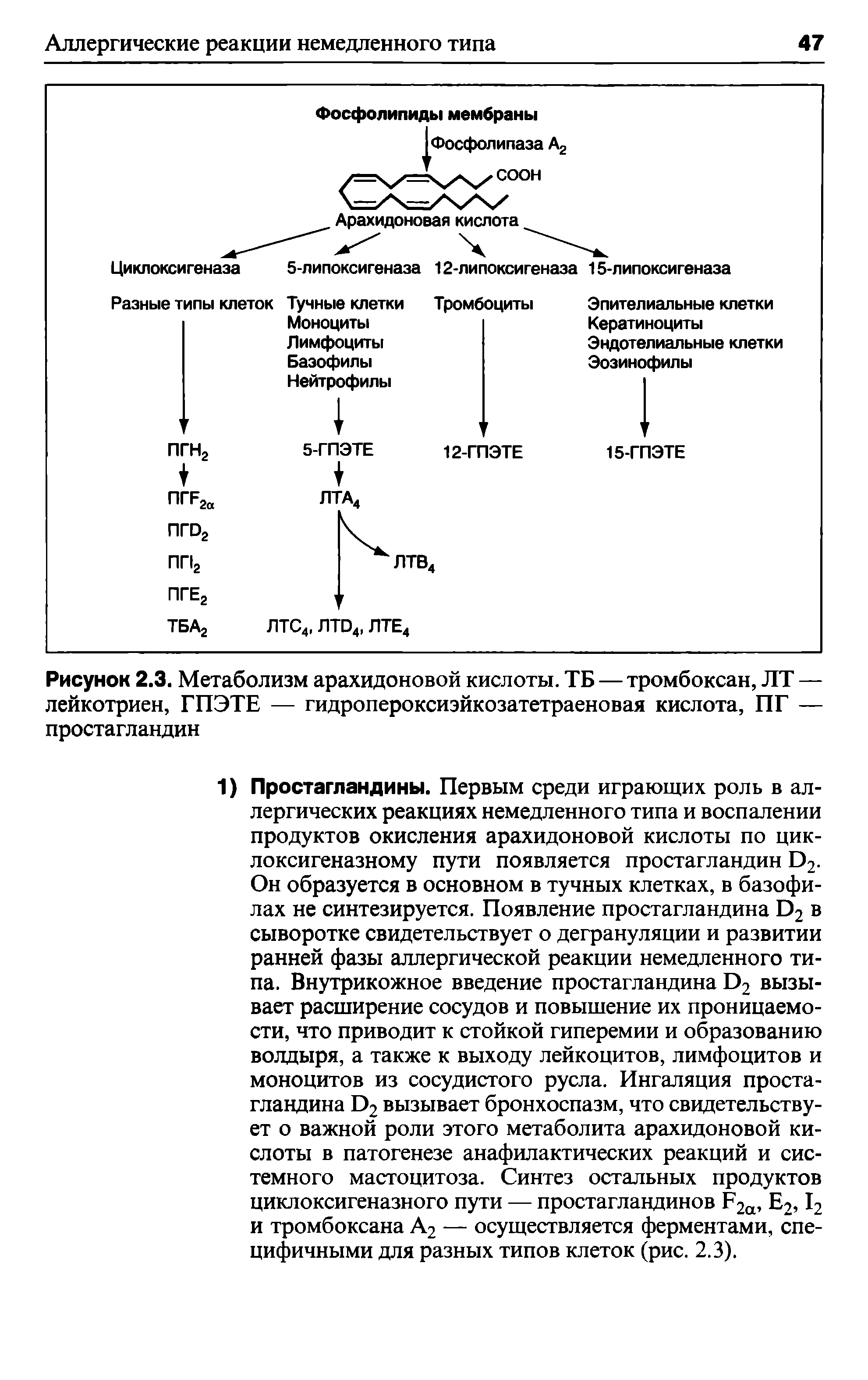 Рисунок 2.3. Метаболизм арахидоновой кислоты. ТБ — тромбоксан, ЛТ — лейкотриен, ГПЭТЕ — гидропероксиэйкозатетраеновая кислота, ПГ — простагландин...