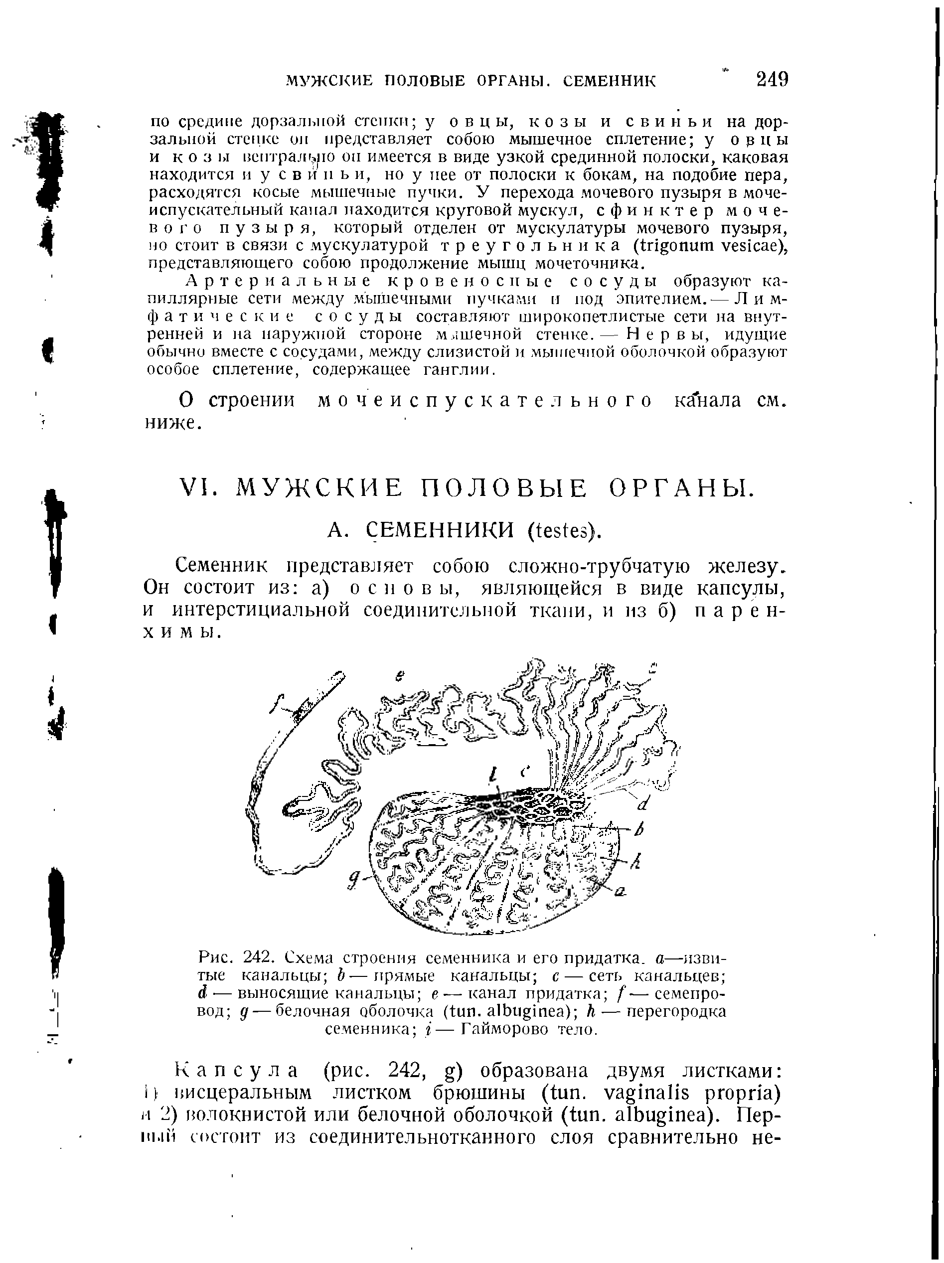 Рис. 242. Схема строения семенника и его придатка, а—извитые канальцы Ъ—прямые канальцы с — сеть канальцев — выносящие канальцы е — канал придатка — семепро-вод д — белочная оболочка ( . ) — перегородка семенника —Гайморово тело.