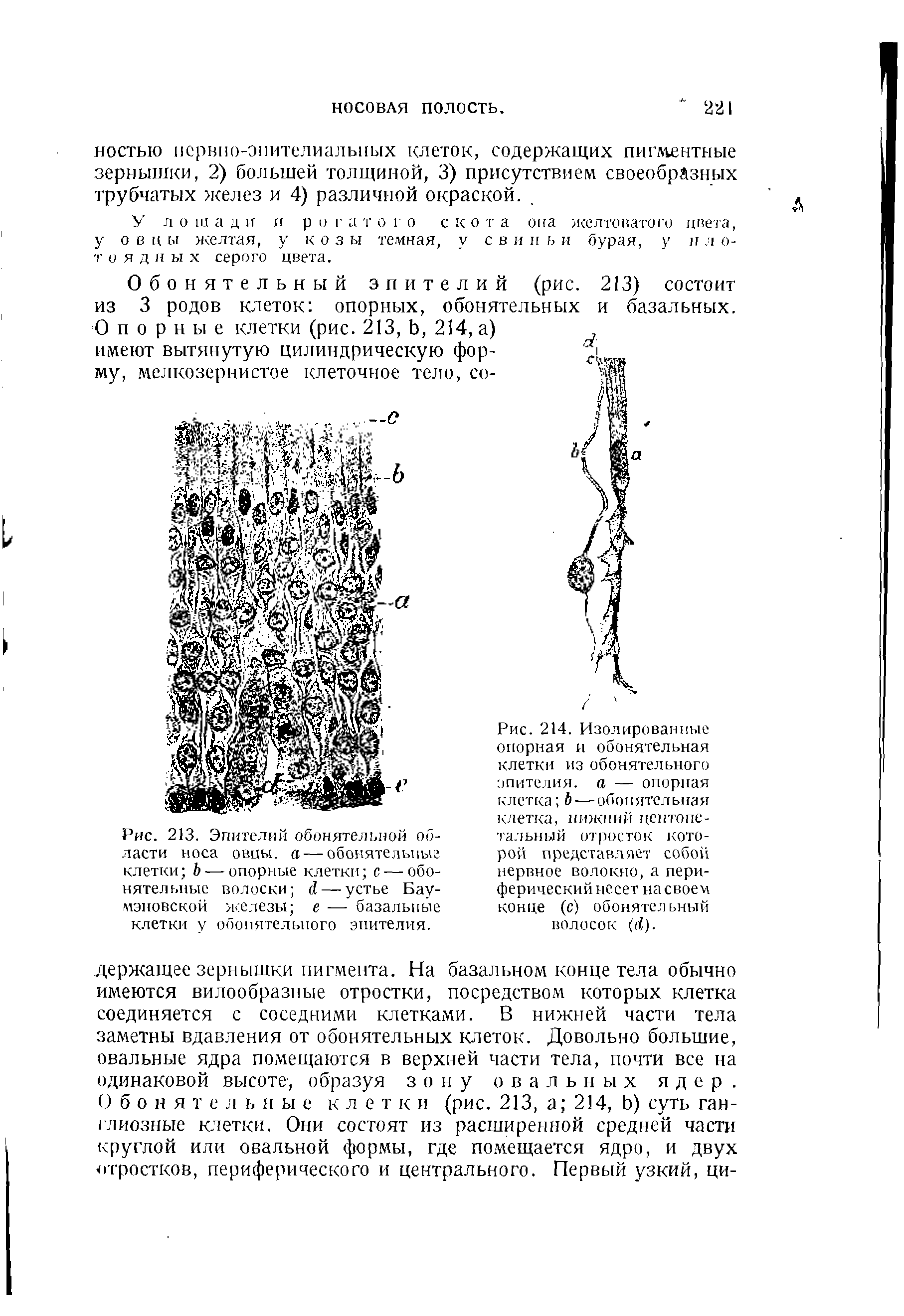 Рис. 213. Эпителий обонятельной области носа овцы, а — обонятельные клетки Ь — опорные клетки с — обонятельные волоски й — устье Бау-мэновской железы е — базальные клетки у обонятельного эпителия.