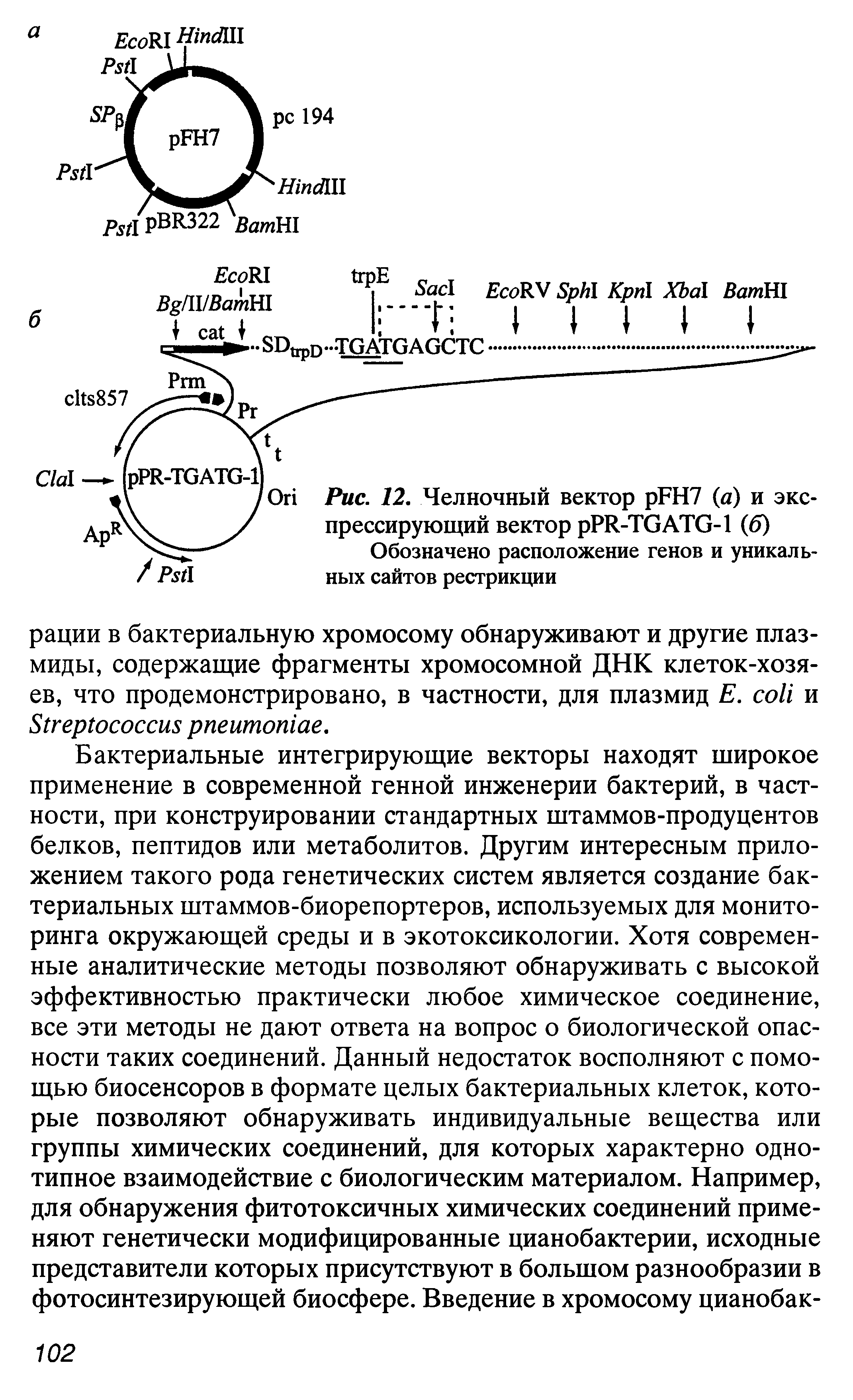 Рис. 12. Челночный вектор рБН7 а) и экспрессирующий вектор рРИ-ТСАТС-1 (б)...