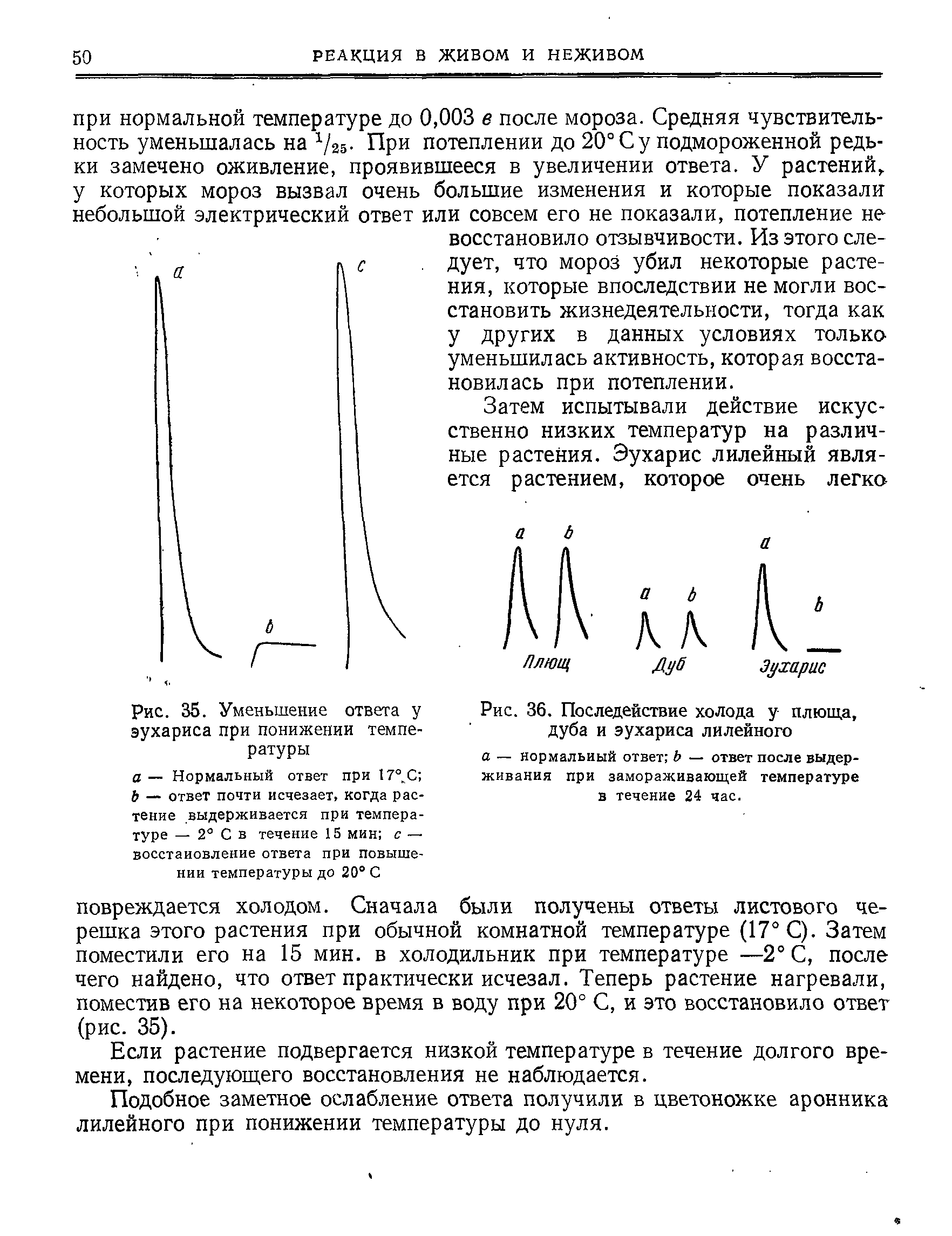 Рис. 36. Последействие холода у плюща, дуба и эухариса лилейного...