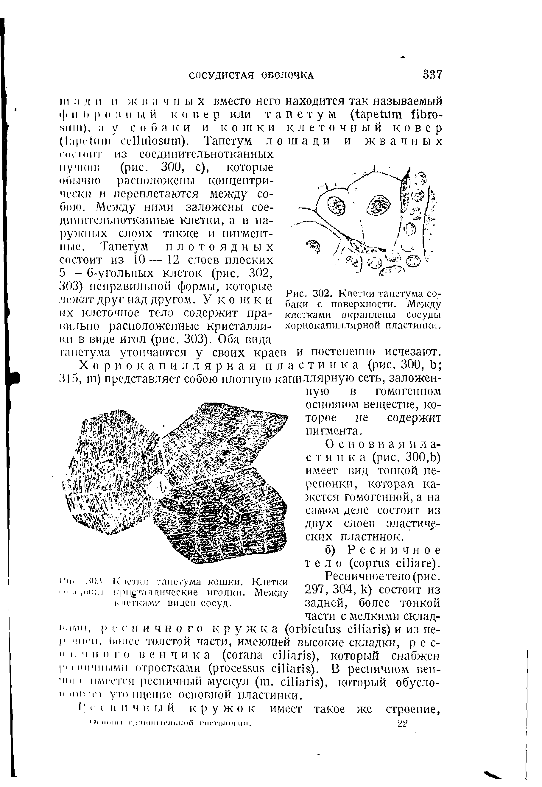 Рис. 302. Клетки тапетума собаки с поверхности. Между клетками вкраплены сосуды хориокапиллярной пластинки.