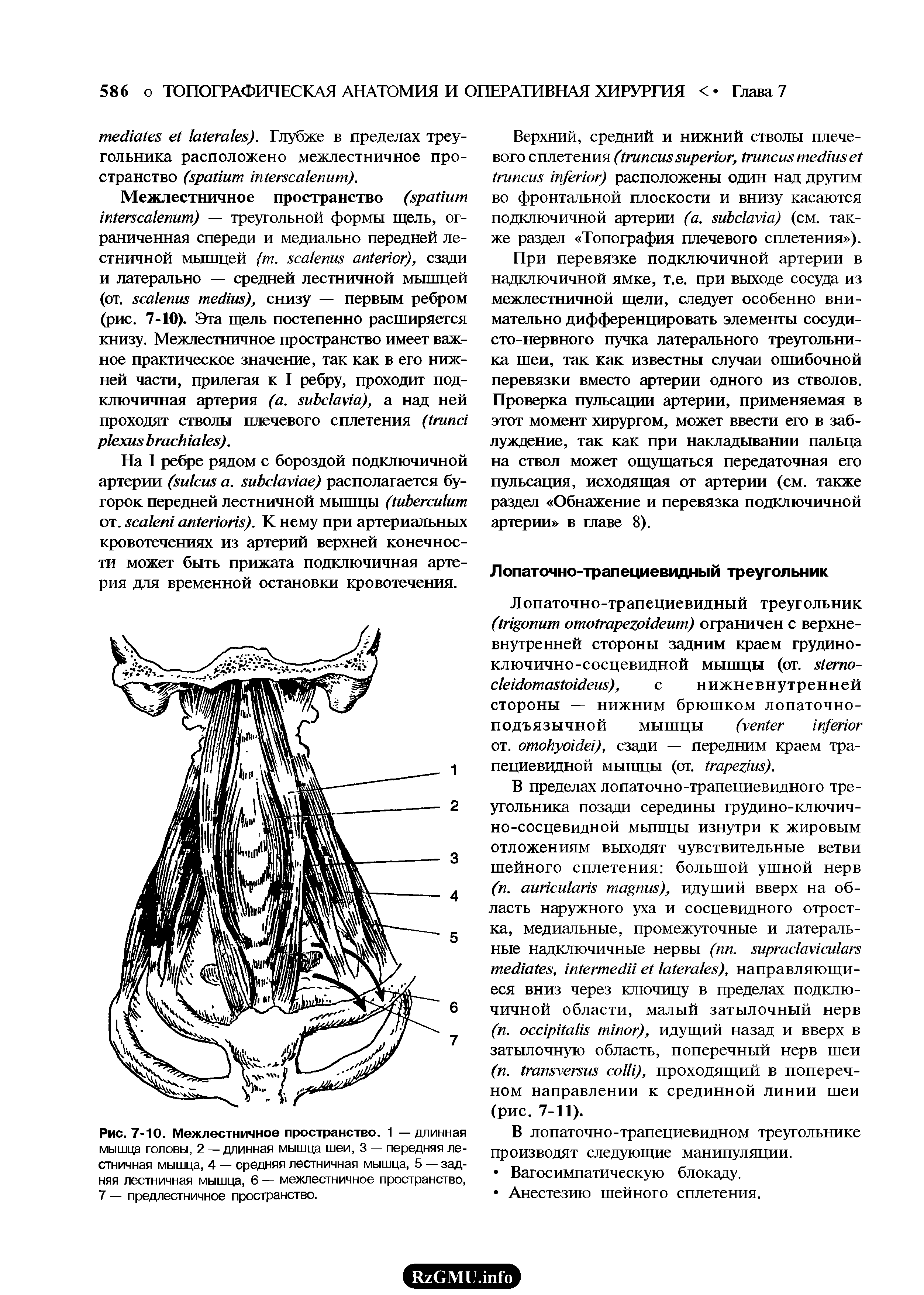 Рис. 7-10. Межлестничное пространство. 1 — длинная мышца головы, 2 — длинная мышца шеи, 3 — передняя лестничная мышца, 4 — средняя лестничная мышца, 5 — задняя лестничная мышца, 6 — межлестничное пространство, 7 — предлестничное пространство.