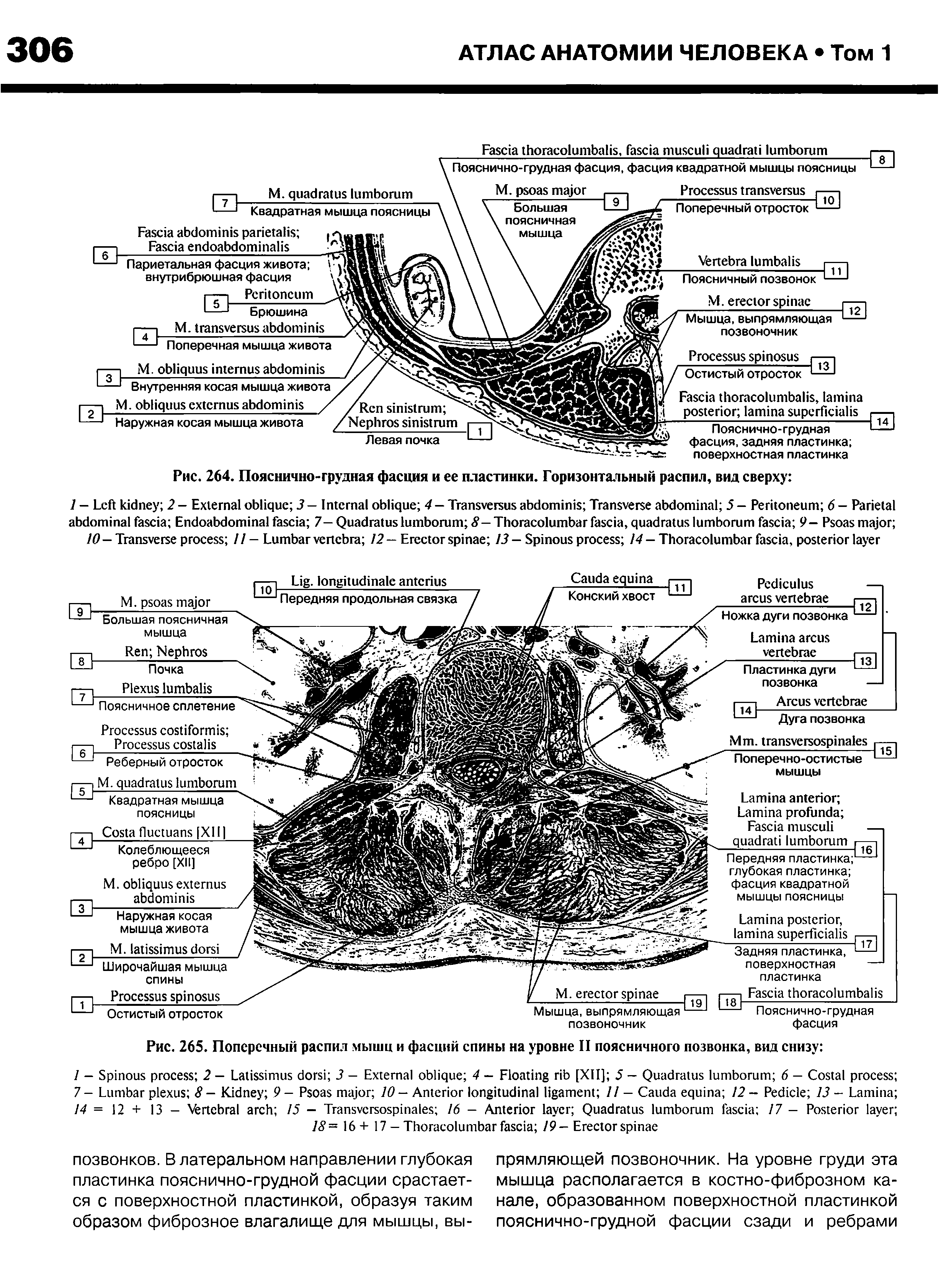 Рис. 264. Пояснично-грудная фасция и ее пластинки. Горизонтальный распил, вид сверху ...