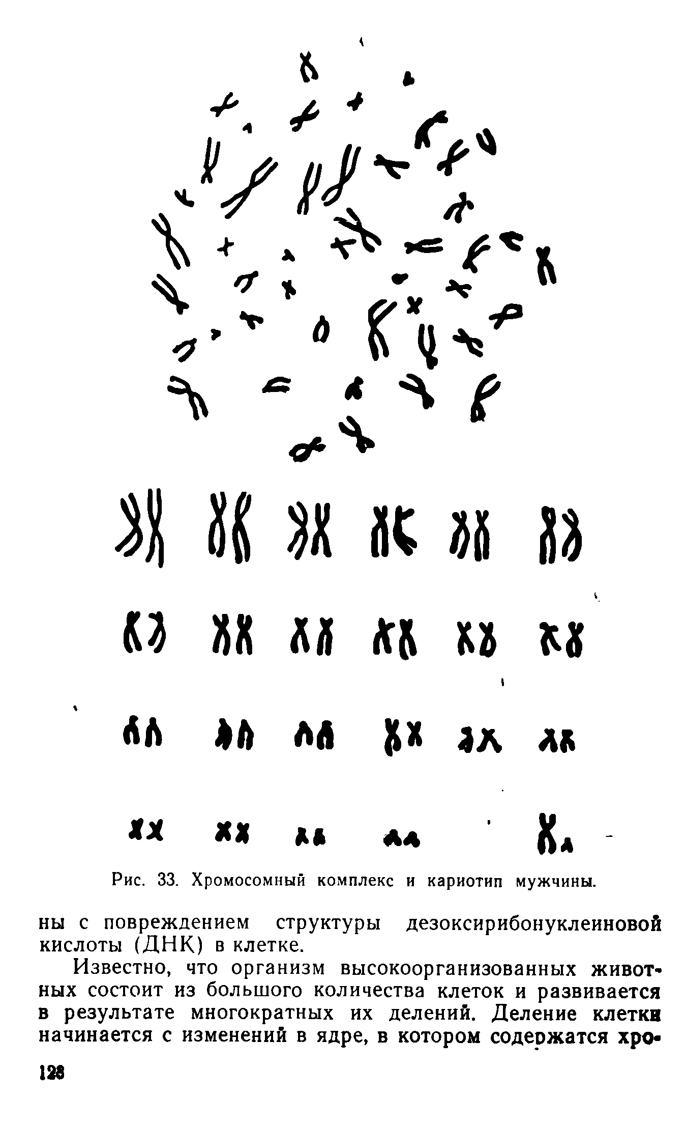 Рис. 33. Хромосомный комплекс и кариотип мужчины, ны с повреждением структуры дезоксирибонуклеиновой кислоты (ДНК) в клетке.